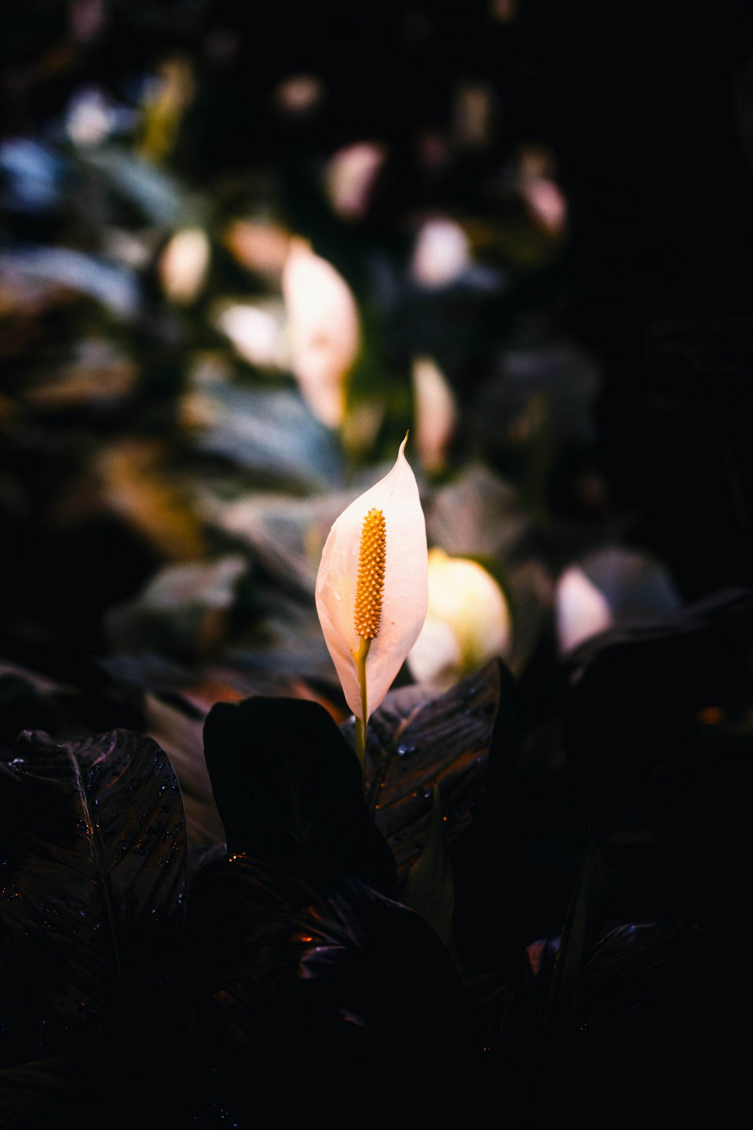 Аптекарский огород. Фотограф-любитель из Кирова Андрей Погребняк
