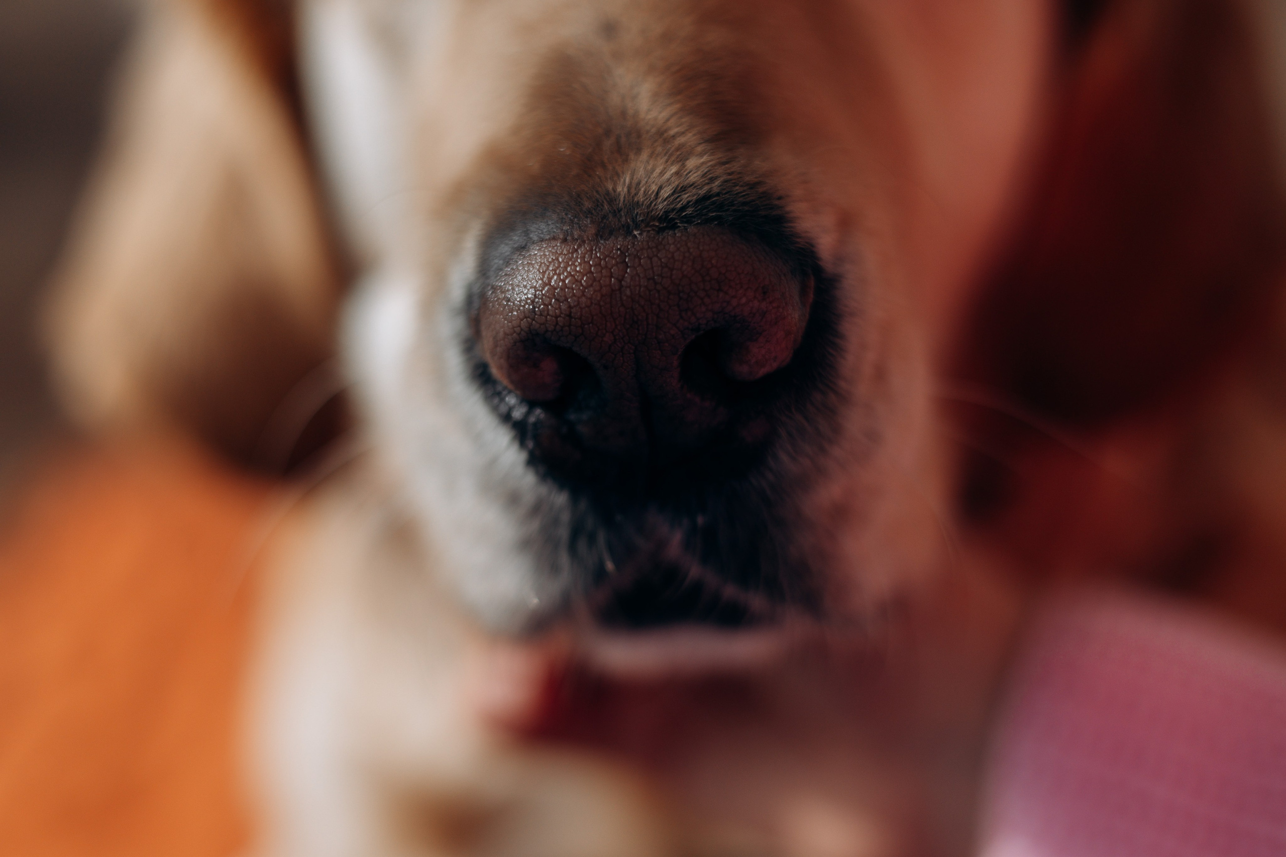 Марина и Чили. Фотограф — Анималист | Санкт-Петербург