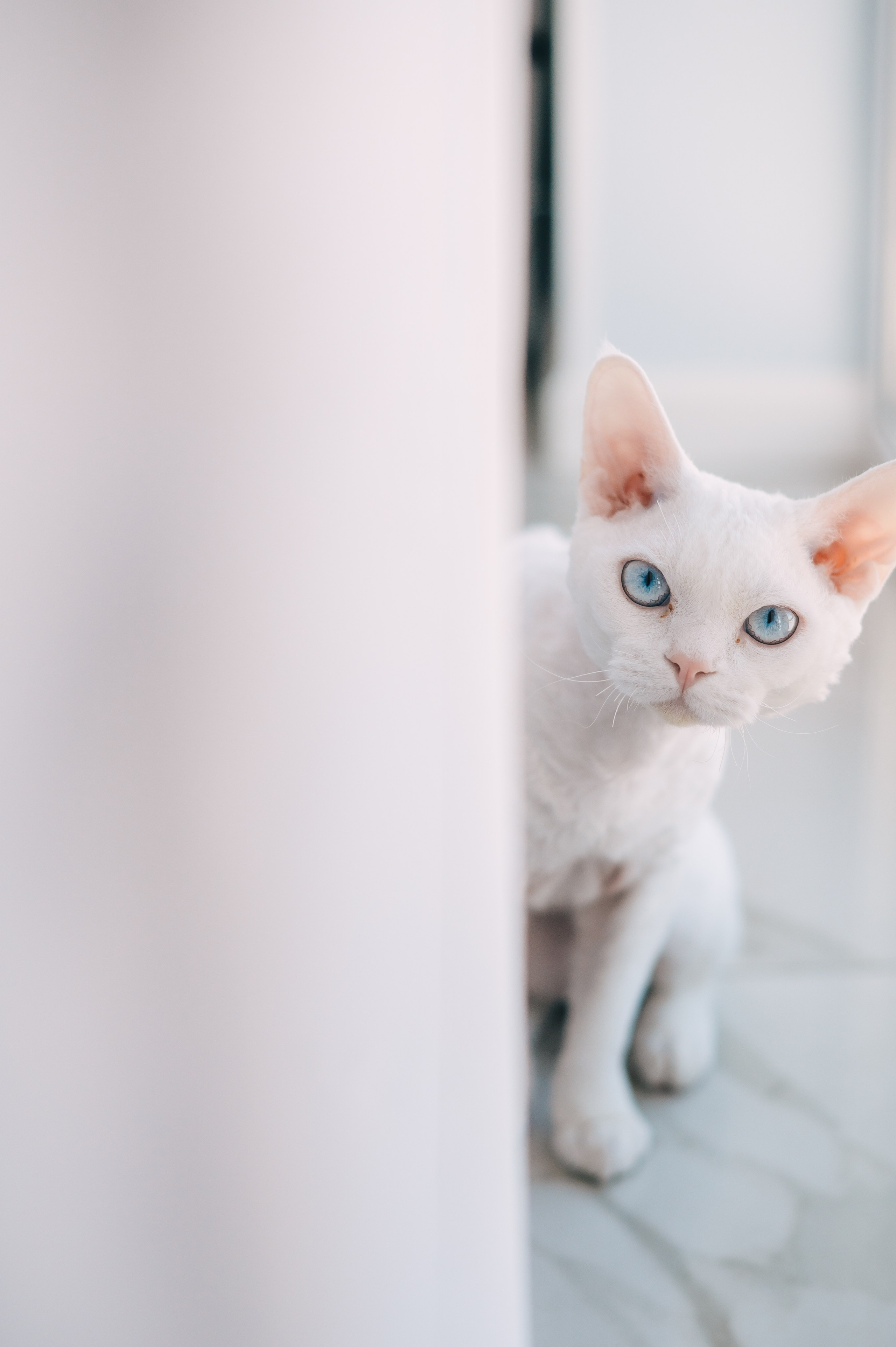 Лев. Свадебный и семейный фотограф в Пензе