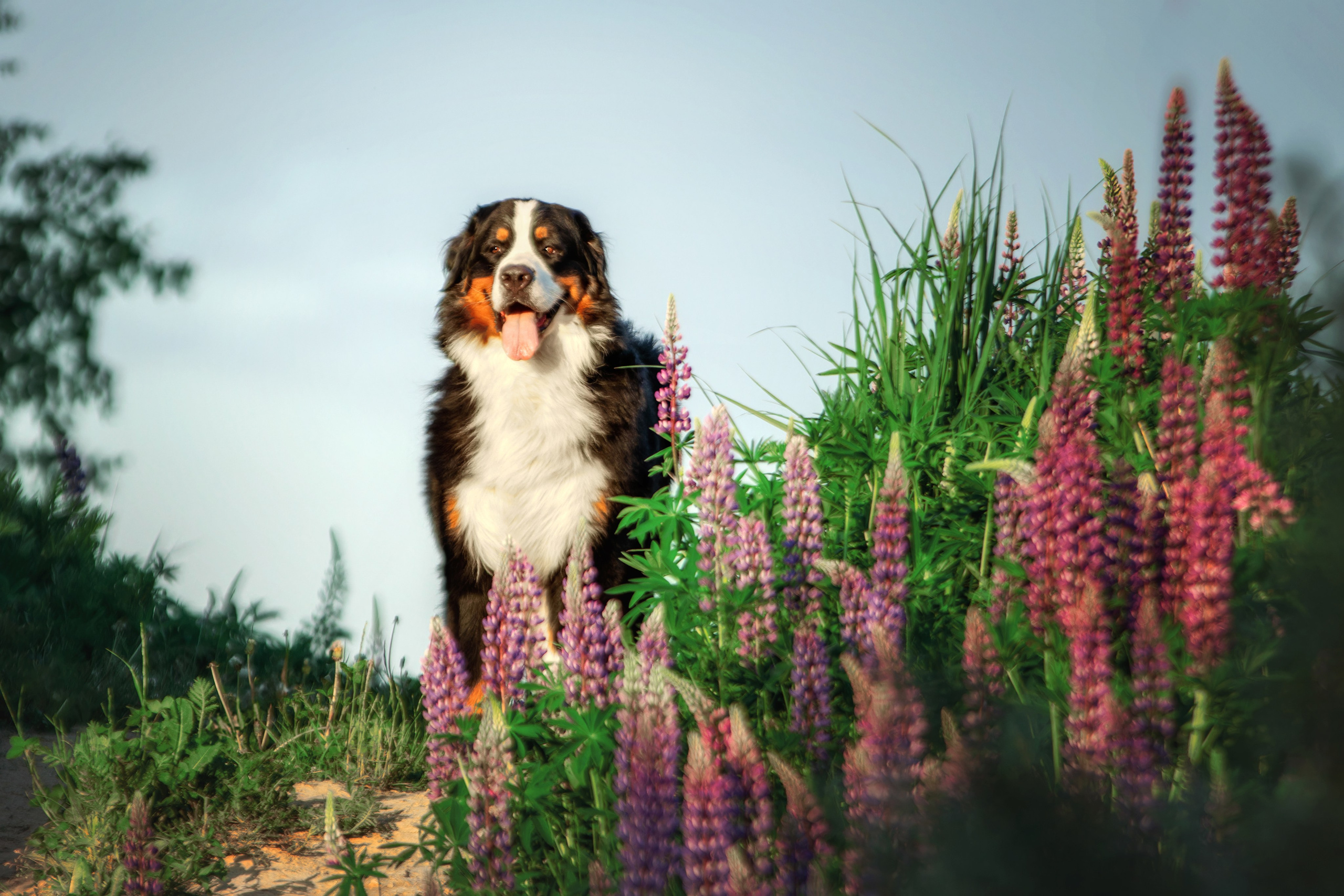 Фотопрогулка в люпинах с Гошей. Фотограф-анималист Юлия Зубкова