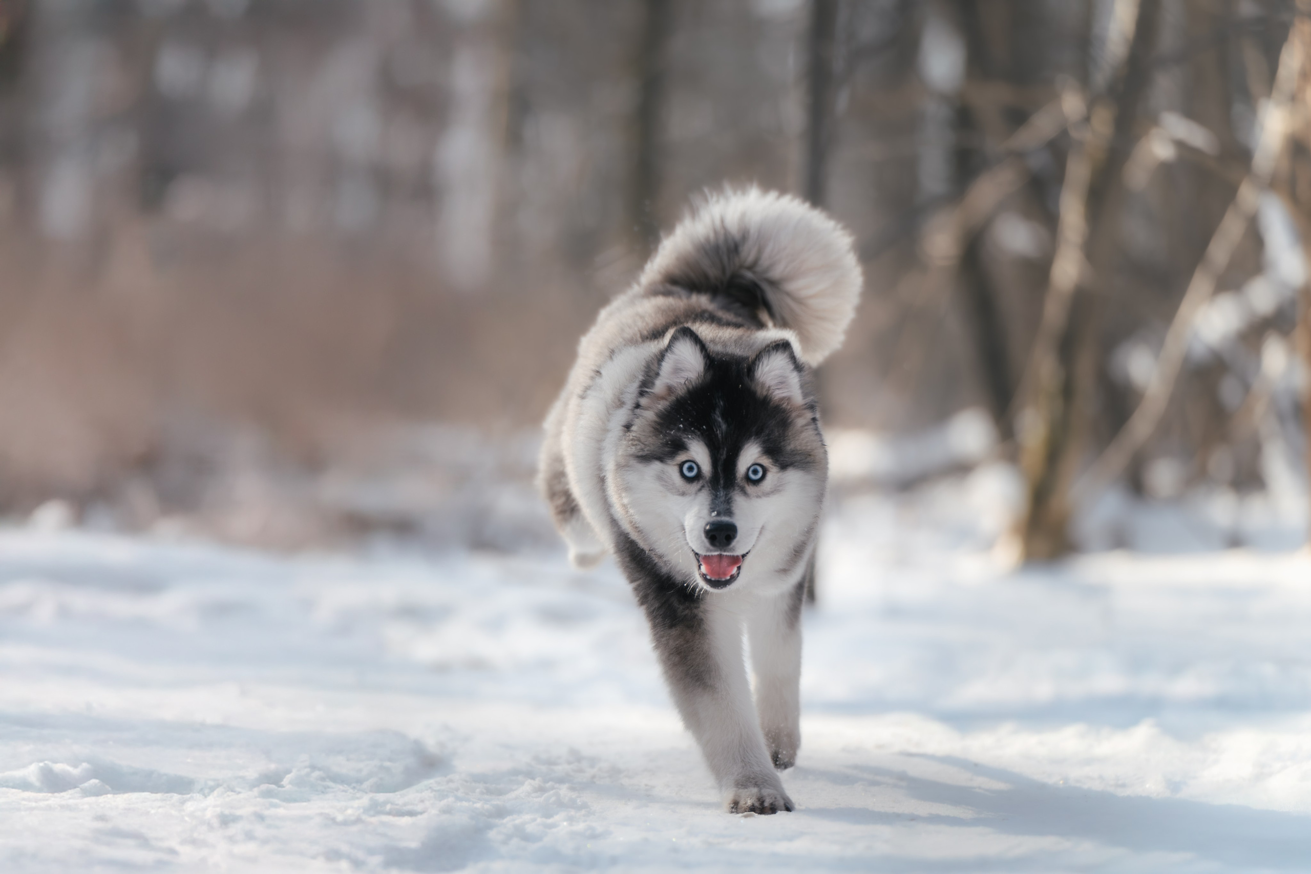 4 щенка помски. Прогулка в лесу. Фотограф Анималист в Москве Анастасия Жучкова