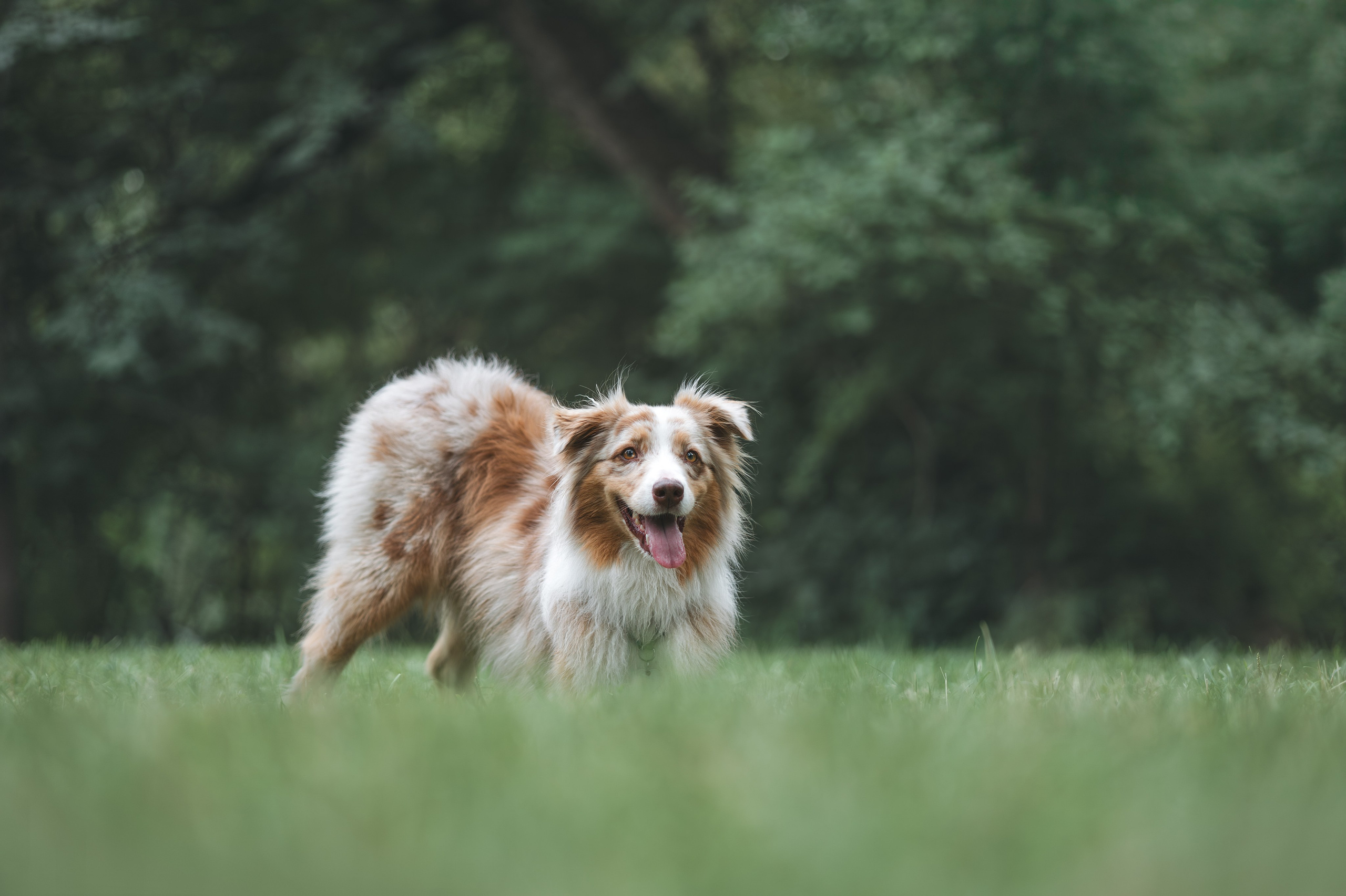 Аусси. Фотограф Анималист в Москве Анастасия Жучкова