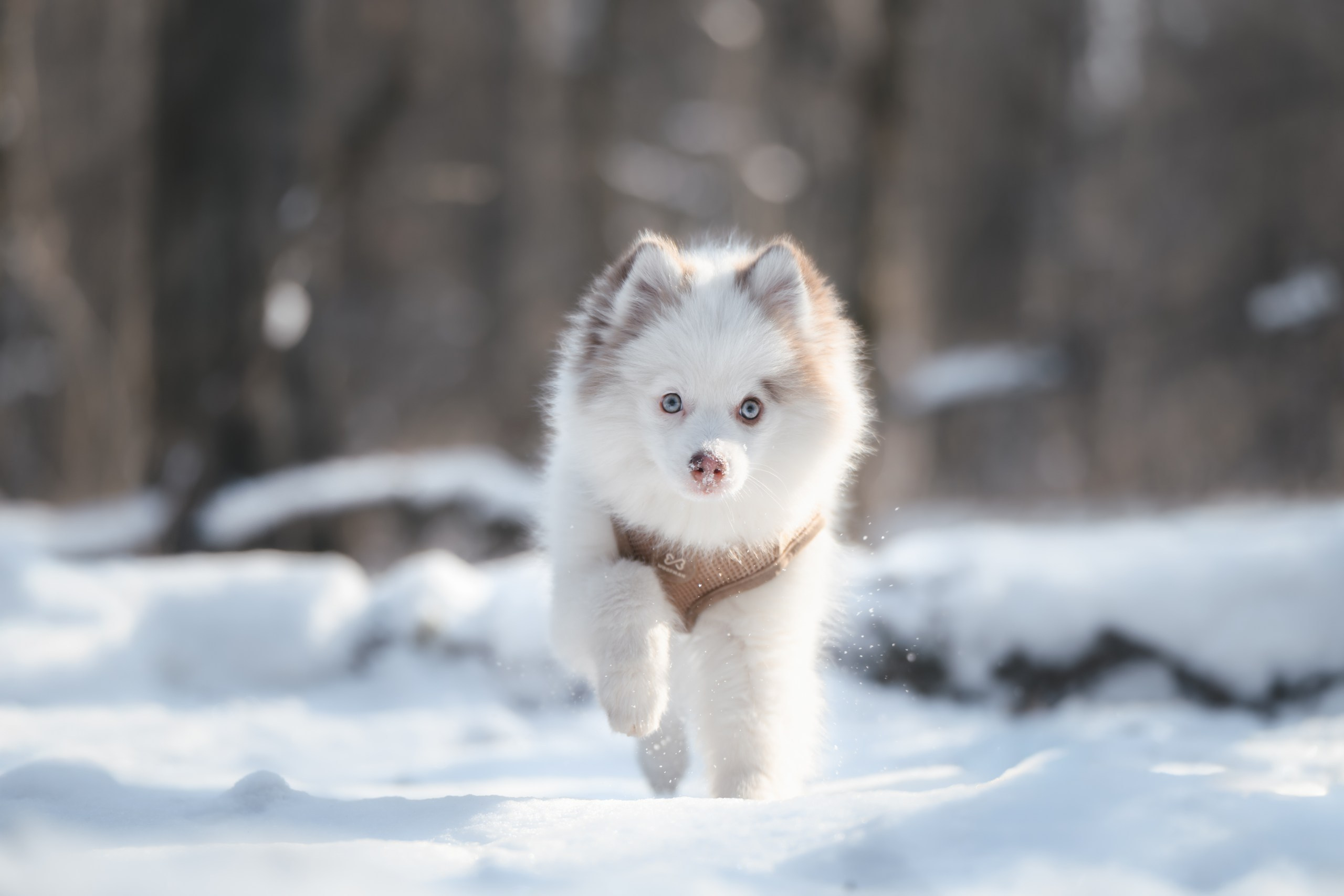 Виктория и 4 помски. Фотограф Анималист в Москве Анастасия Жучкова