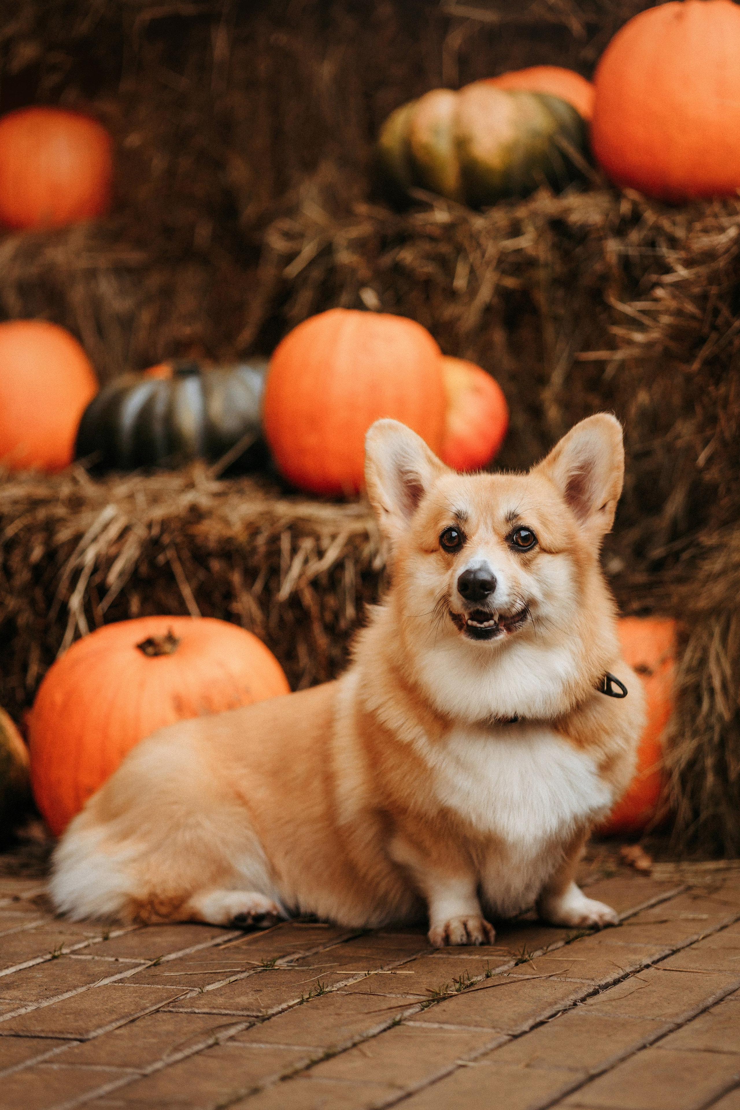 Вера, Саша и Муна. Фотограф-анималист Елена Радченко, Москва
