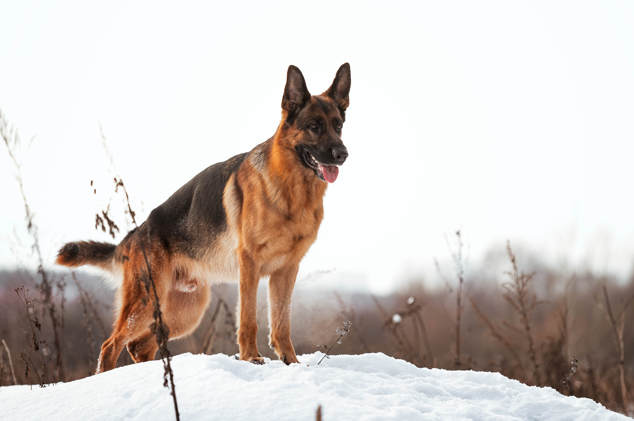 Вольт. Фотограф-анималист