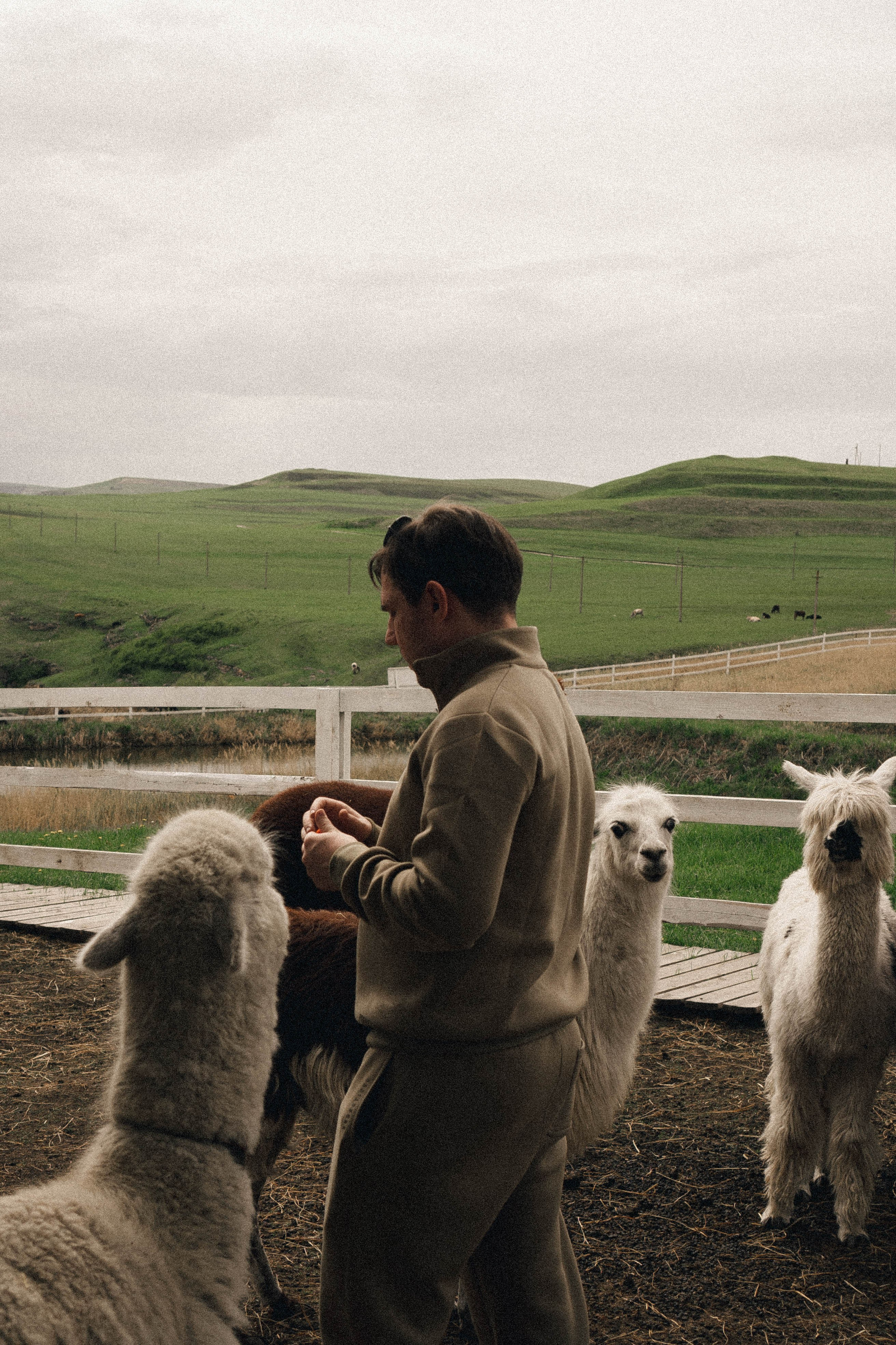Ферма Альпак. Профессиональный фотограф, Санкт-Петербург — Виктория Богомолова