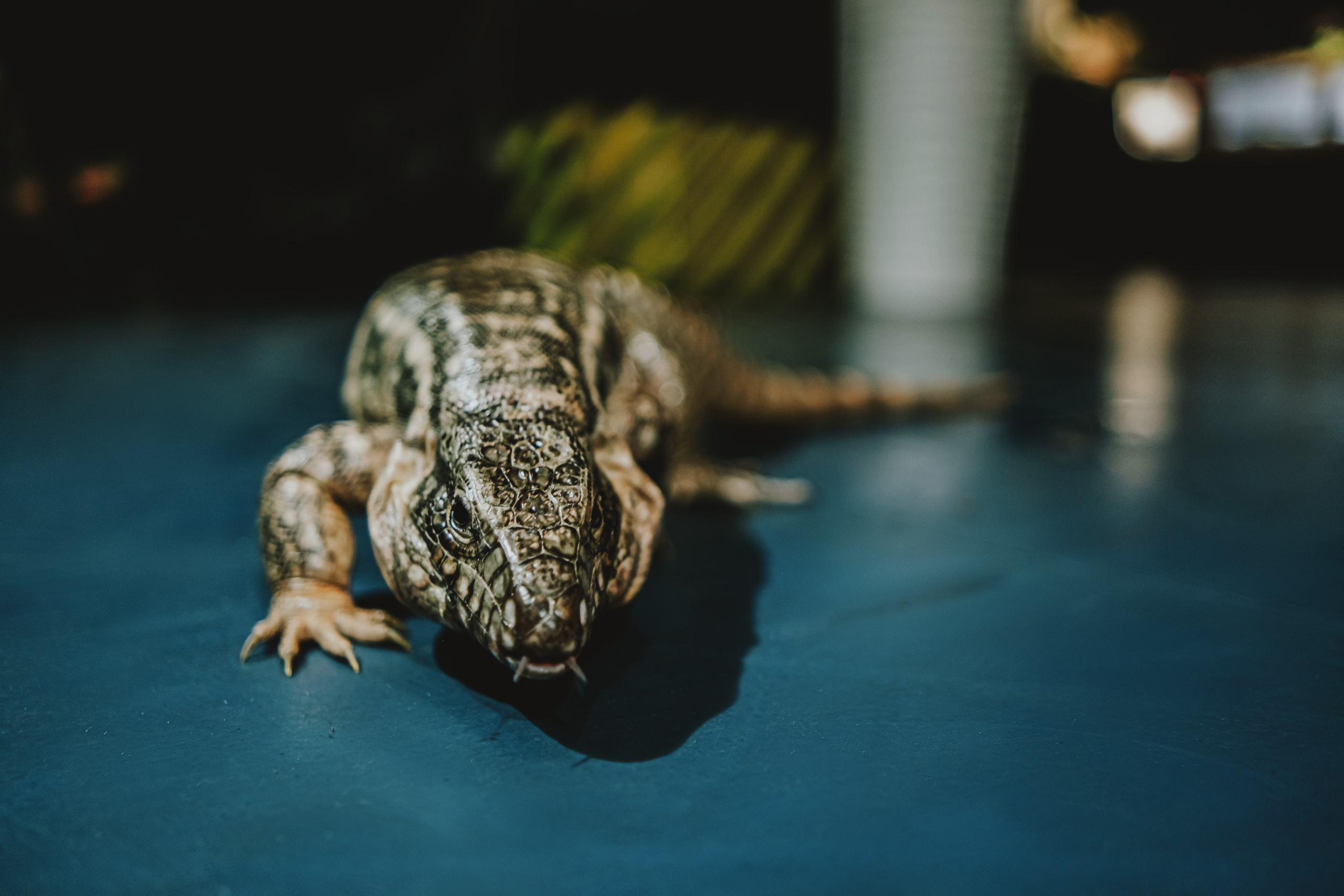 Дом Драконов. Nattie.ph