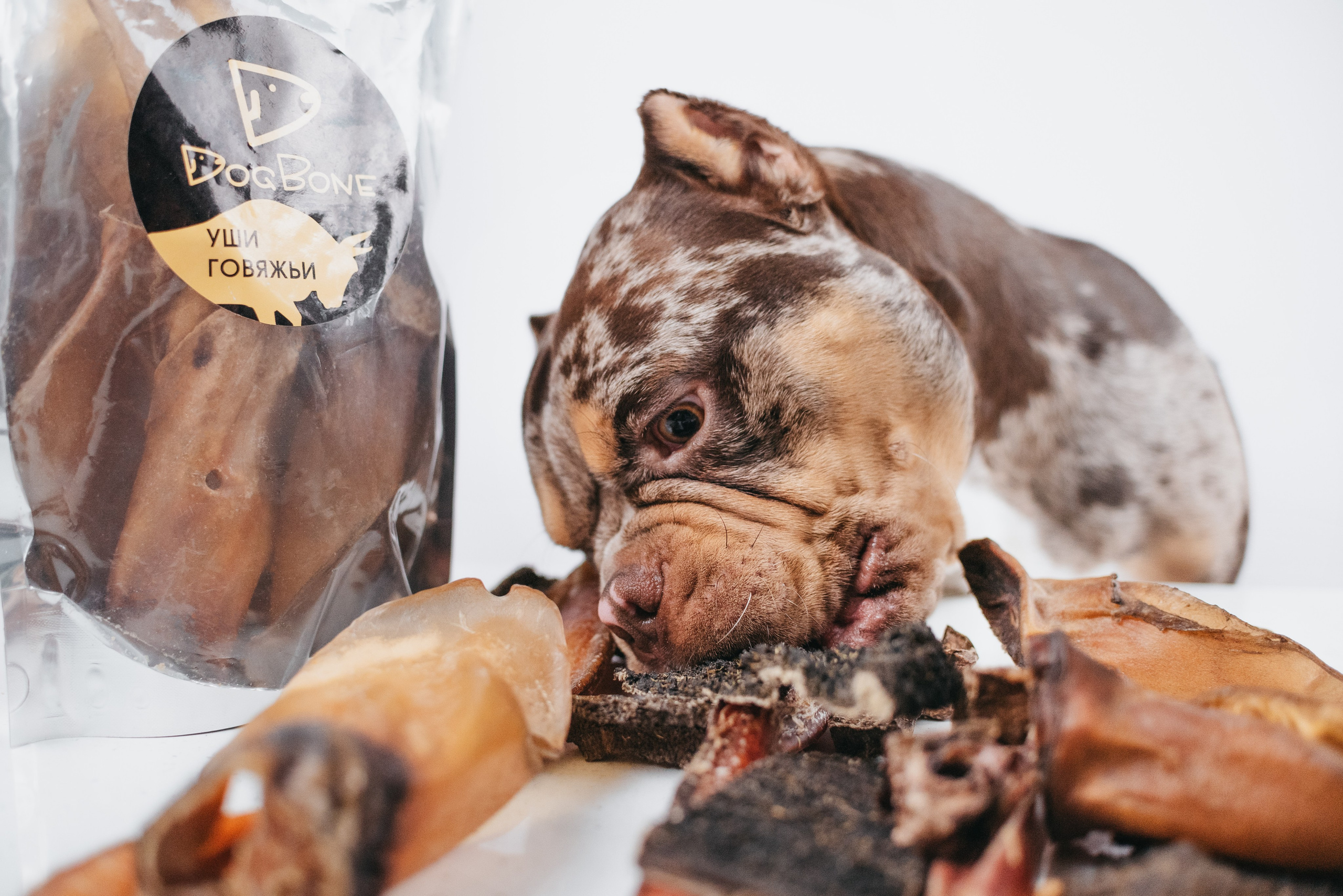 Dog Bone контент. Фотограф-анималист Валерия, Москва, Мытищи