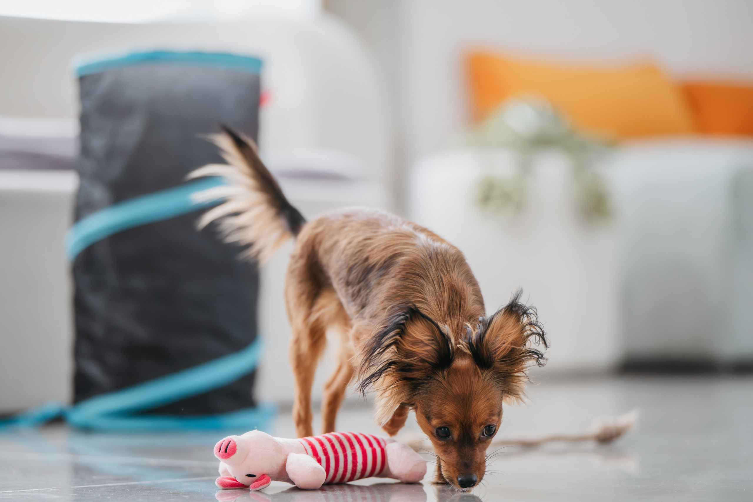 Домашняя съемка. Фотограф Анималист в Москве Анастасия Жучкова