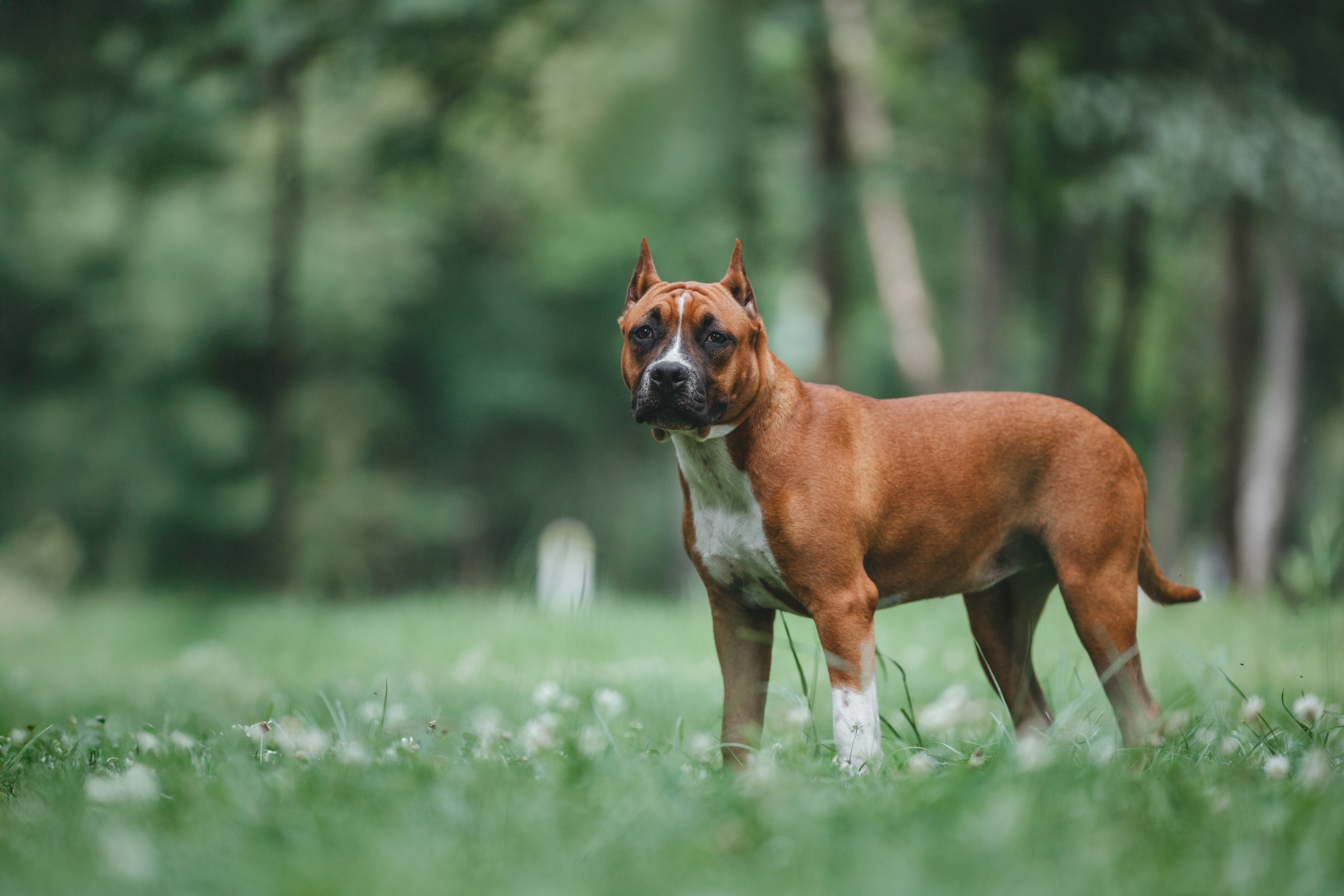 Американский стаффордширский терьер. Фотограф Анималист в Москве Анастасия Жучкова