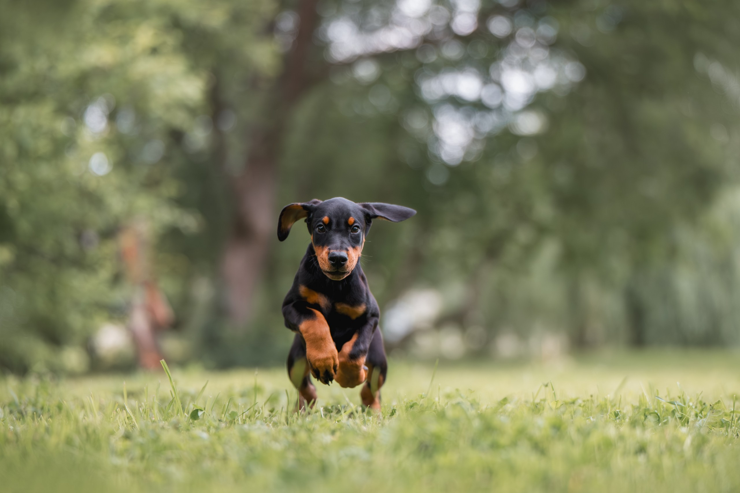 Щенки Доберманов. Фотограф Анималист в Москве Анастасия Жучкова