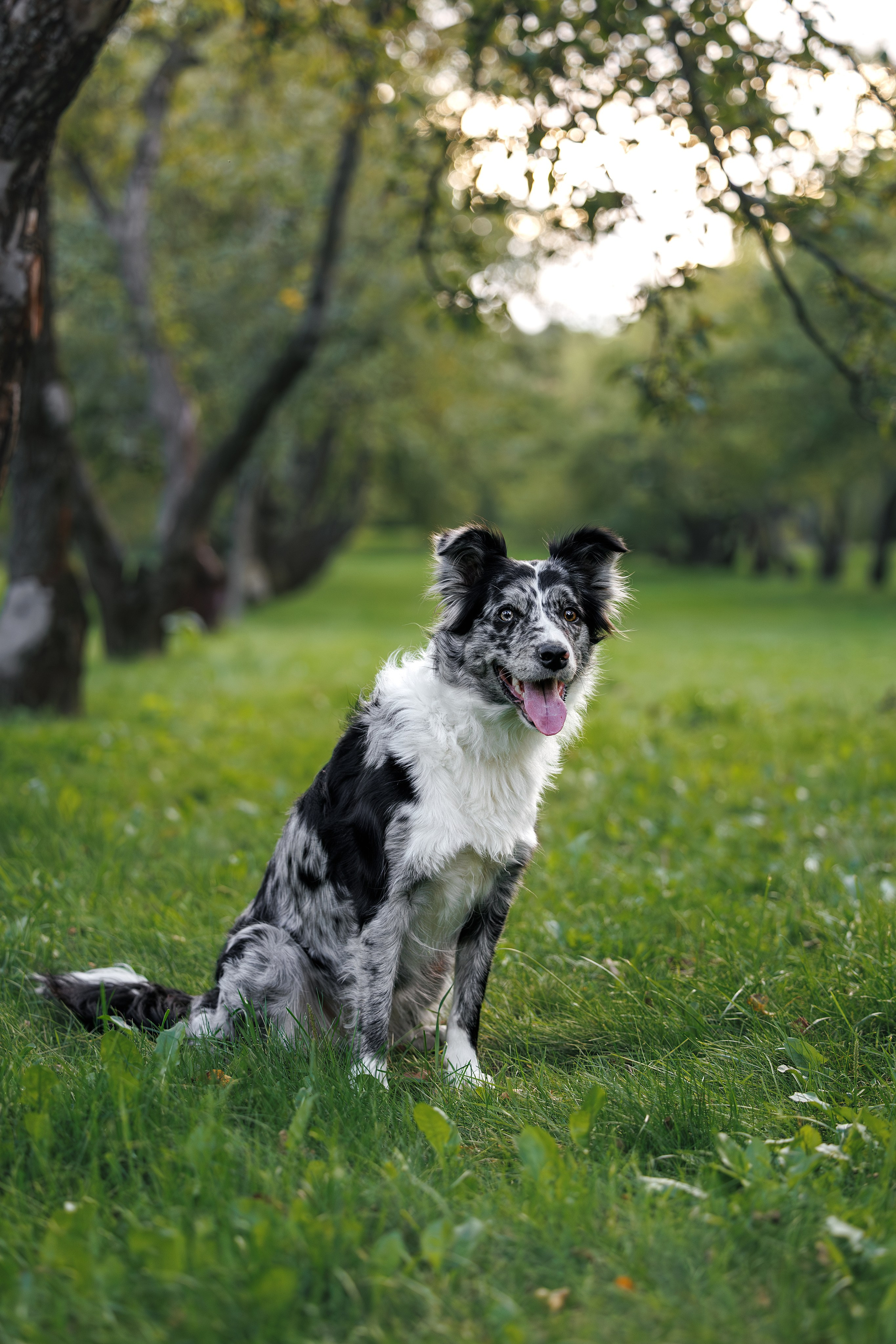 Бордер Колли. Фотограф Анималист в Москве Анастасия Жучкова