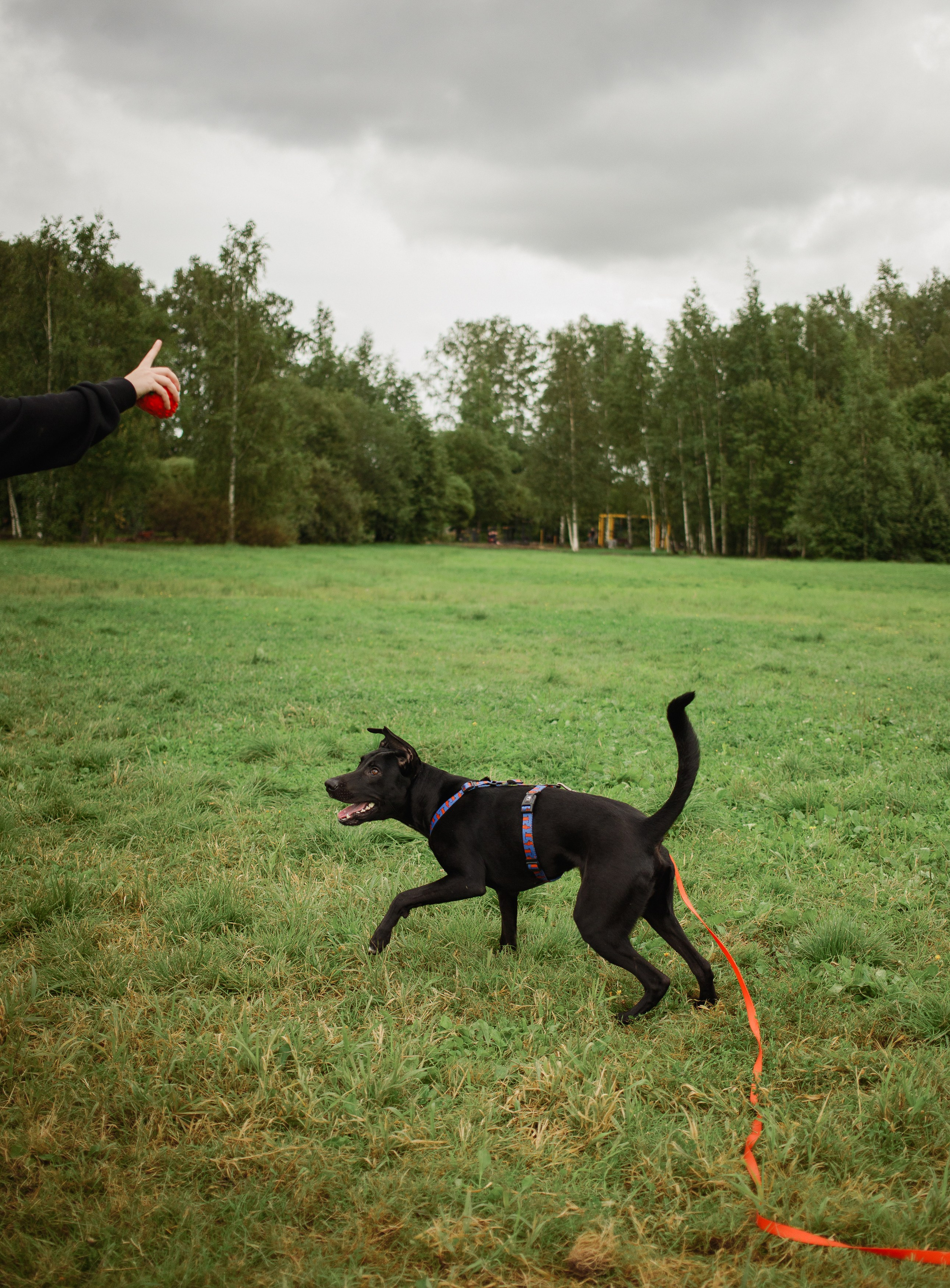 Отис ищет дом. Портретный фотограф в Санкт-Петербурге Катя Протасевич