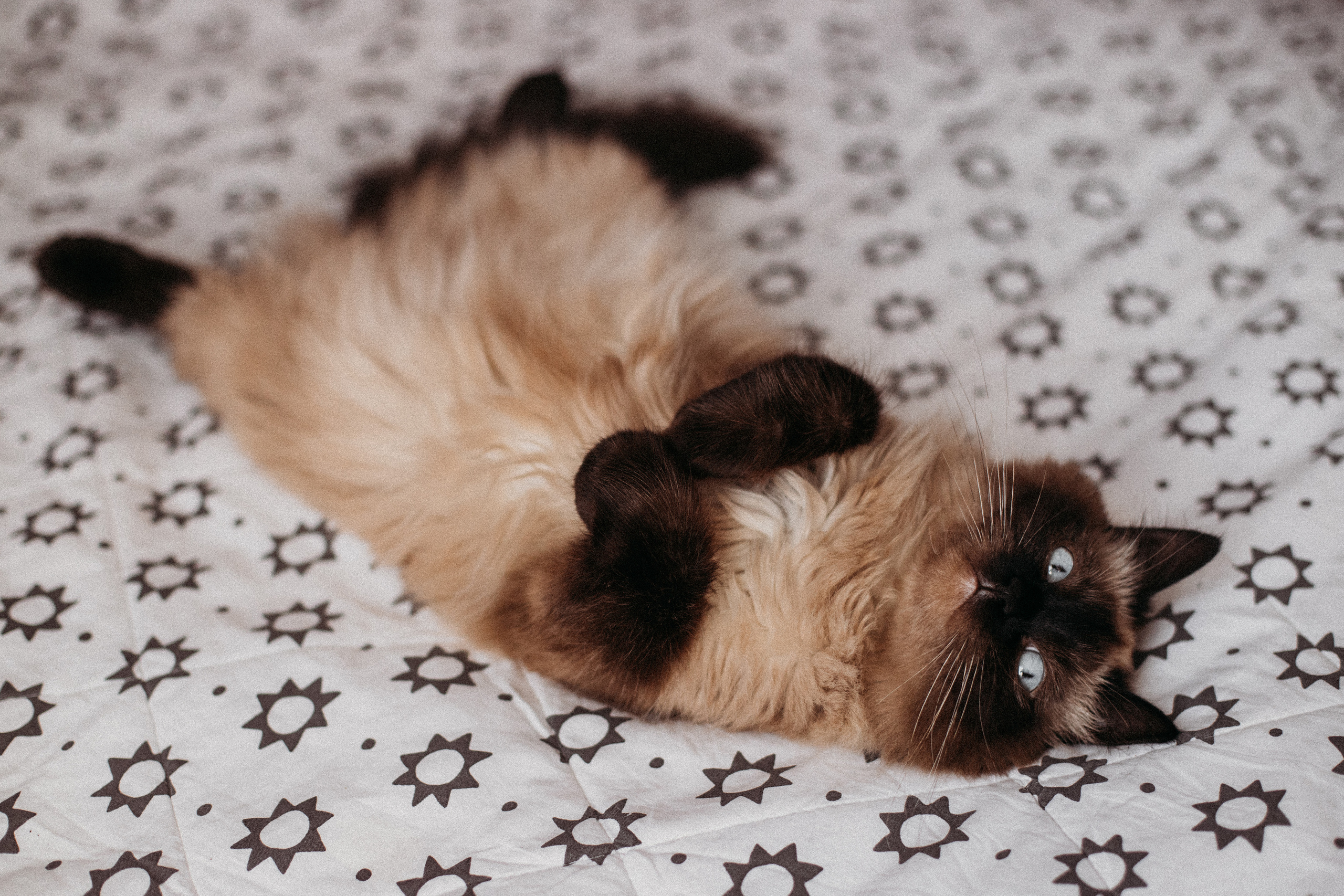 ДОМАШНЯЯ СЪЁМКА👨‍👩‍👧‍👦 САНКТ-ПЕТЕРБУРГ. Семейный фотограф Ирис Сенченко