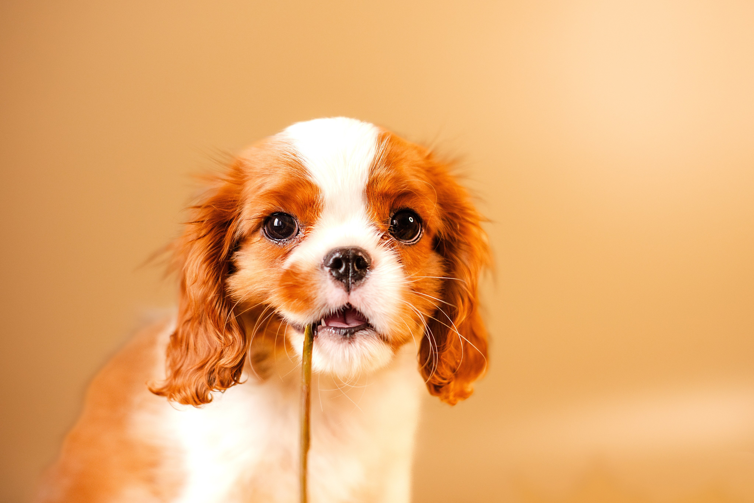 Жанна и кавалеры. Фотограф-анималист Мария Баркевич | Москва