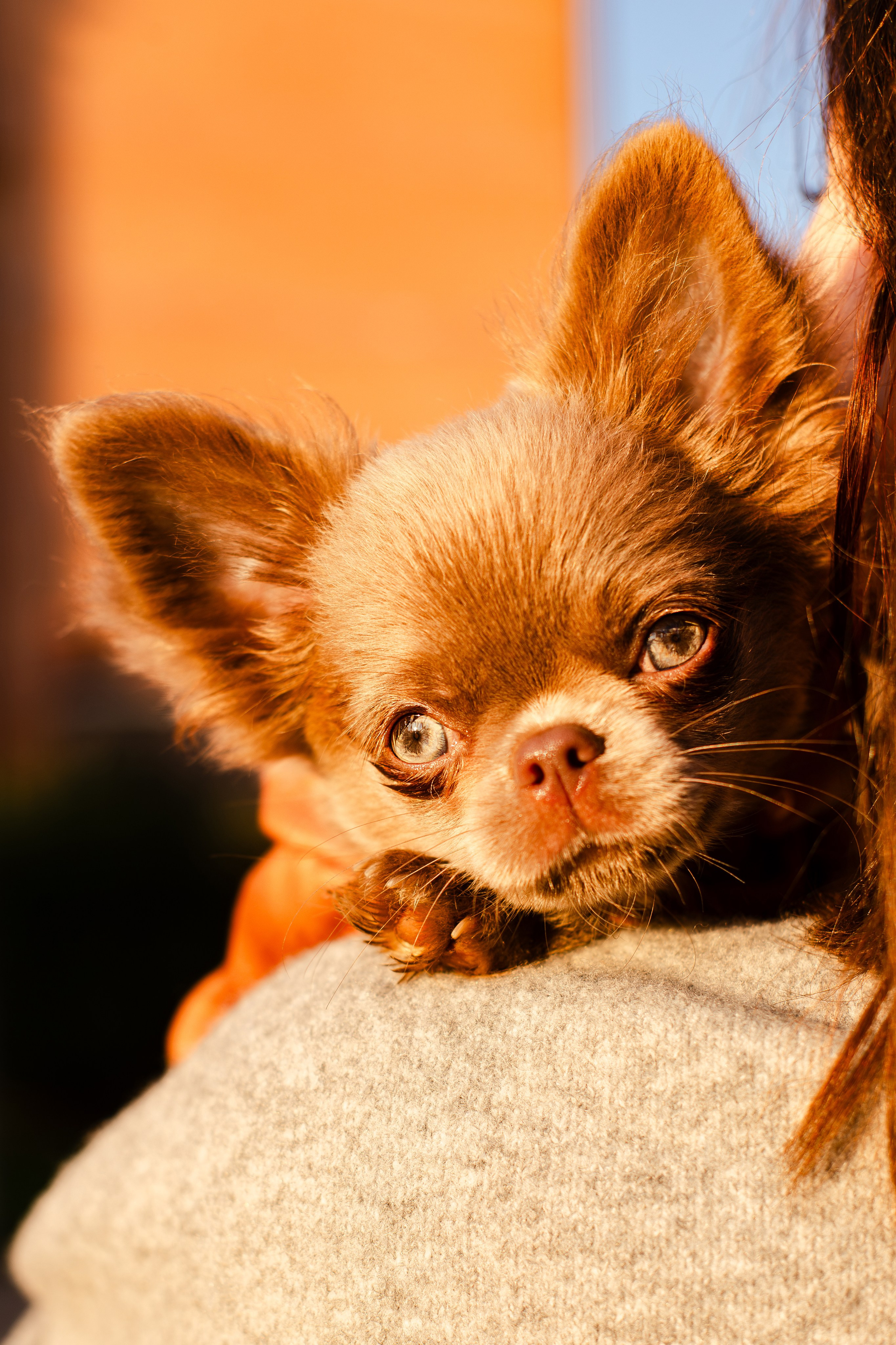 Варя и Фунтик. Фотограф-анималист Мария Баркевич | Москва