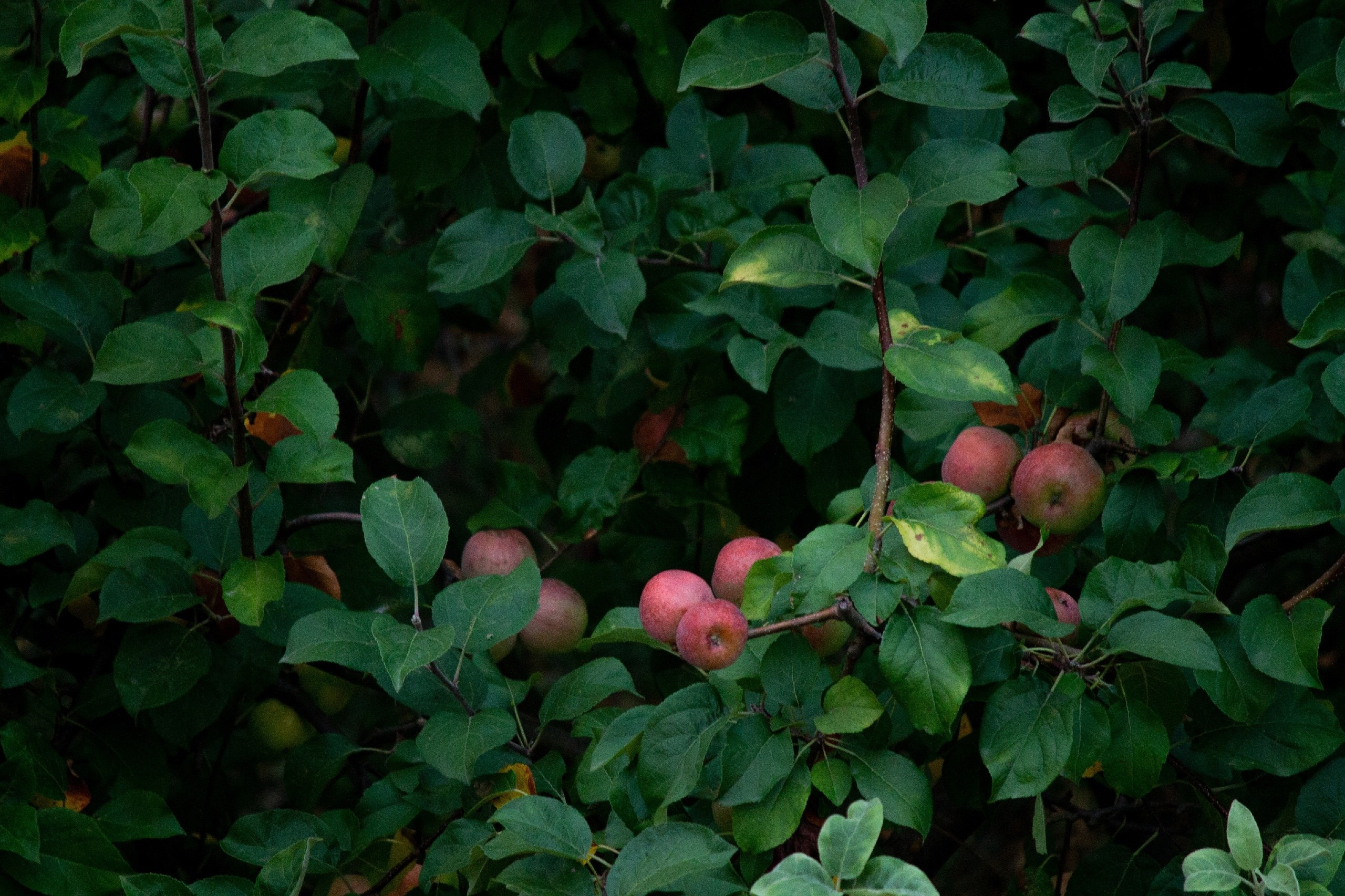Абхазия. Фотограф и видеограф в Бугульме Аня Трутнева
