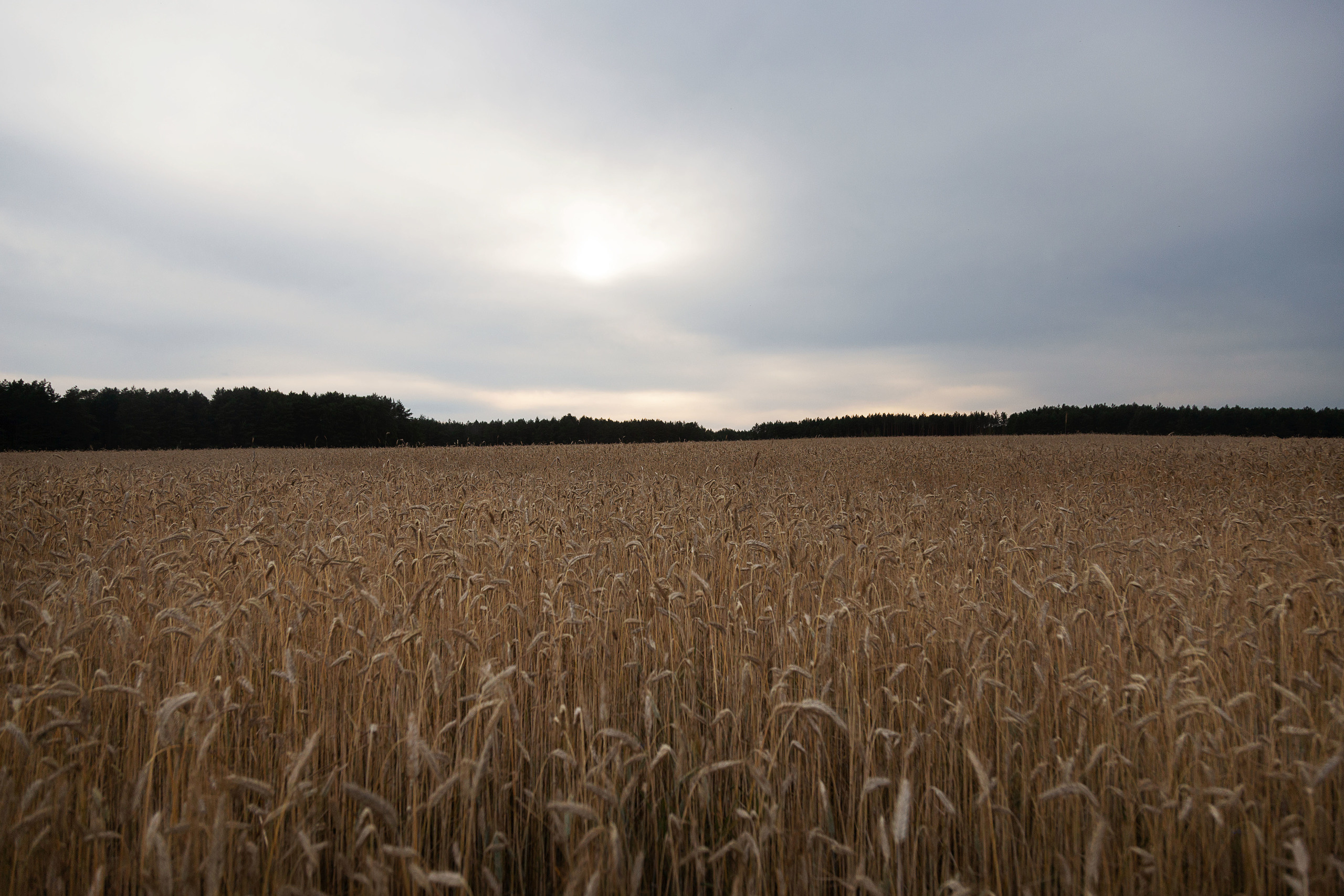 Лето…маленькая жизнь… ч1. Свадебный фотограф