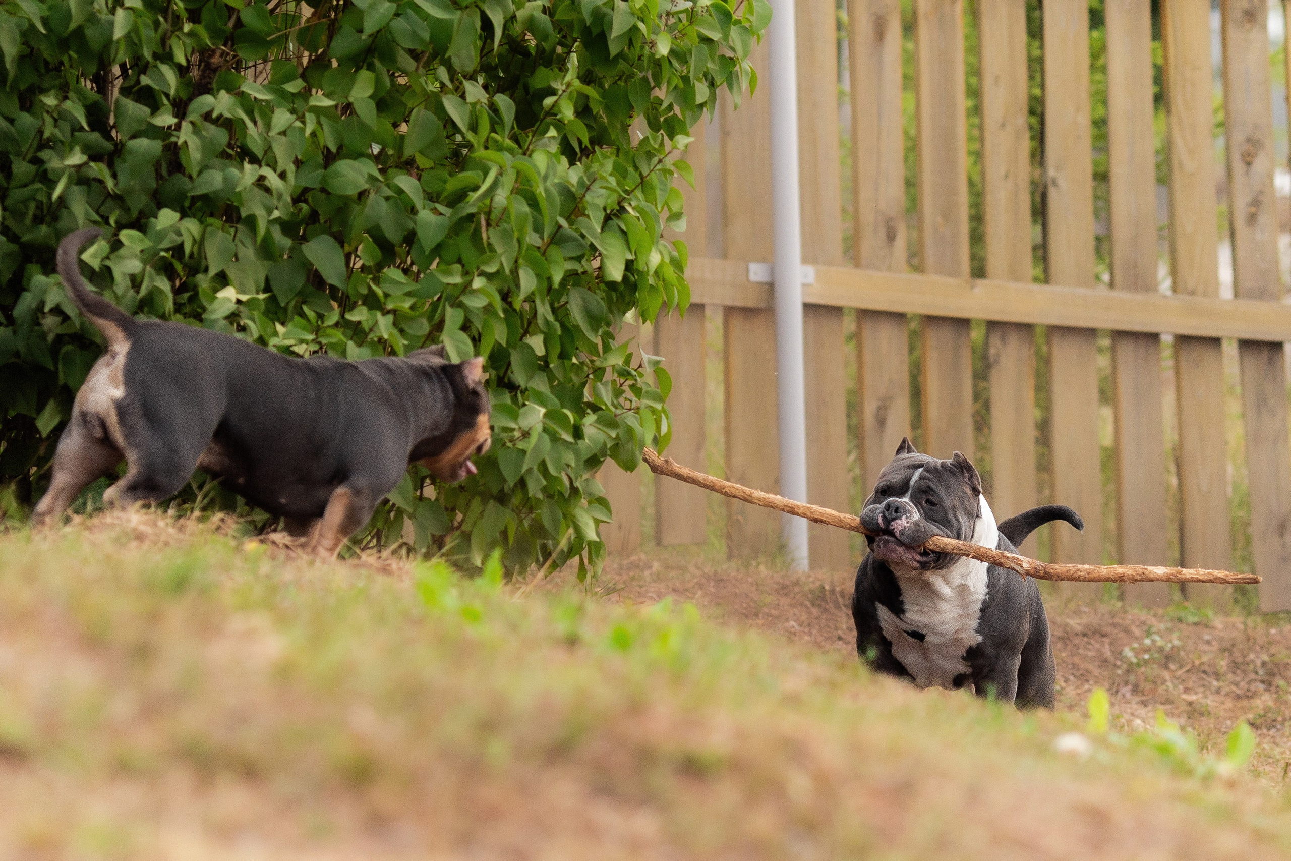 Наталья и булли. Фотограф Анималист в Перми Анастасия Остерман