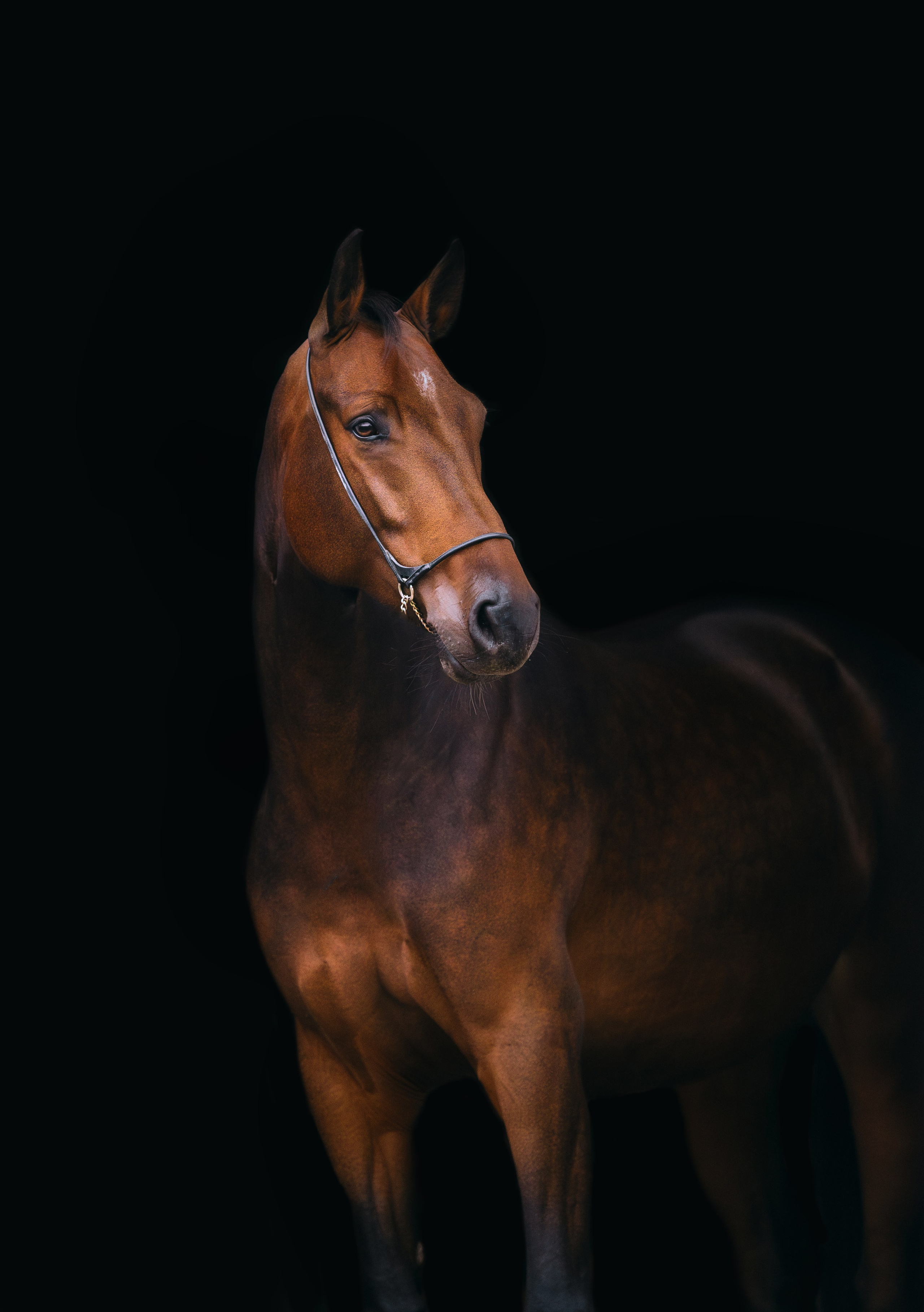 На черном фоне. Фотограф-анималист Ксендзова Кристина