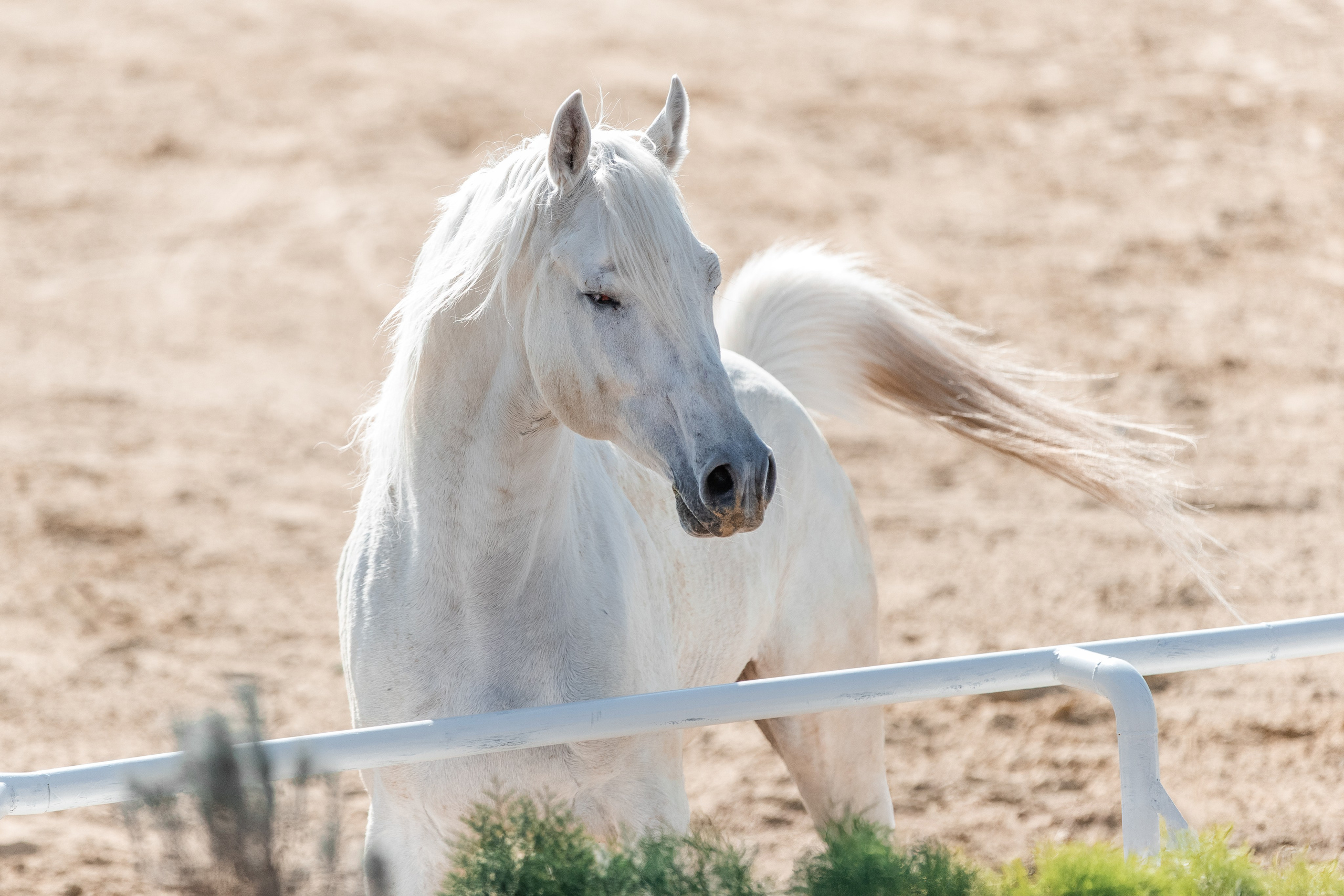 На природе. Фотограф-анималист Ксендзова Кристина