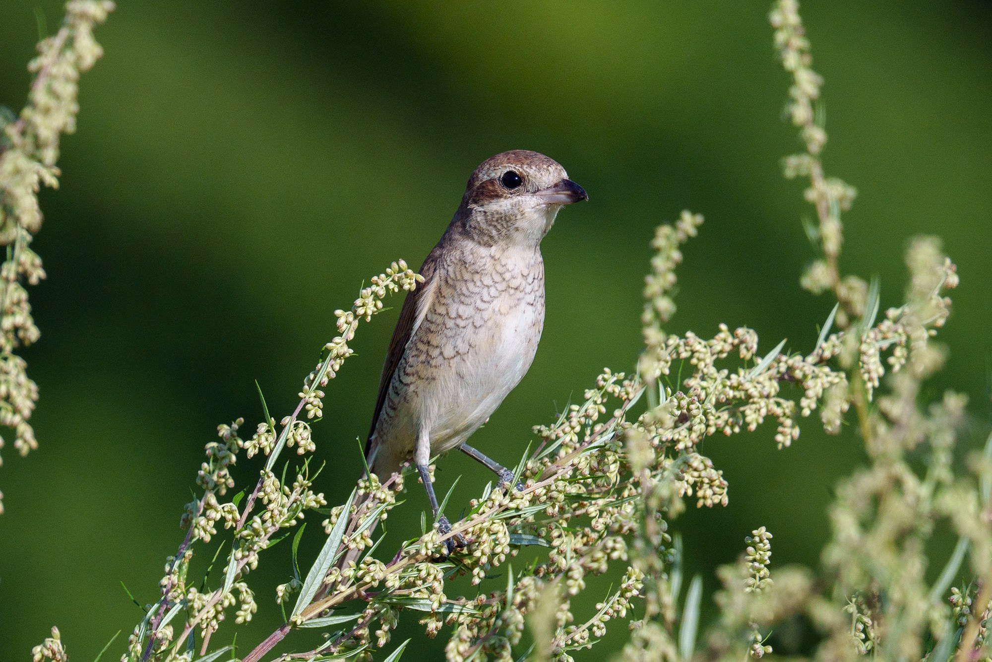 Удивительные мир птиц. Вокруг нас столько прекрасного — присмотритесь!. Ваш личный фотограф Марина Волкова