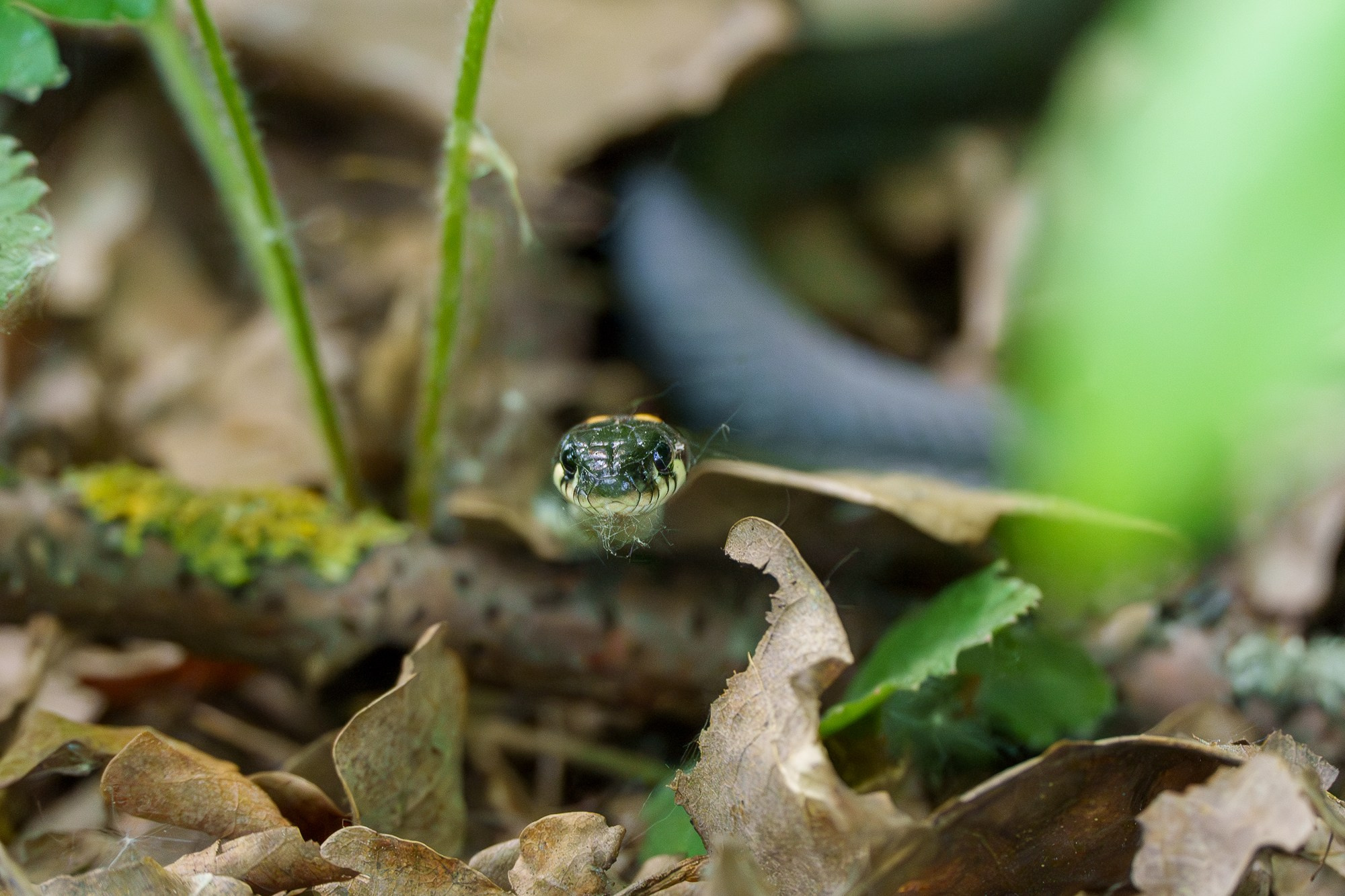 Животные. Ваш личный фотограф Марина Волкова