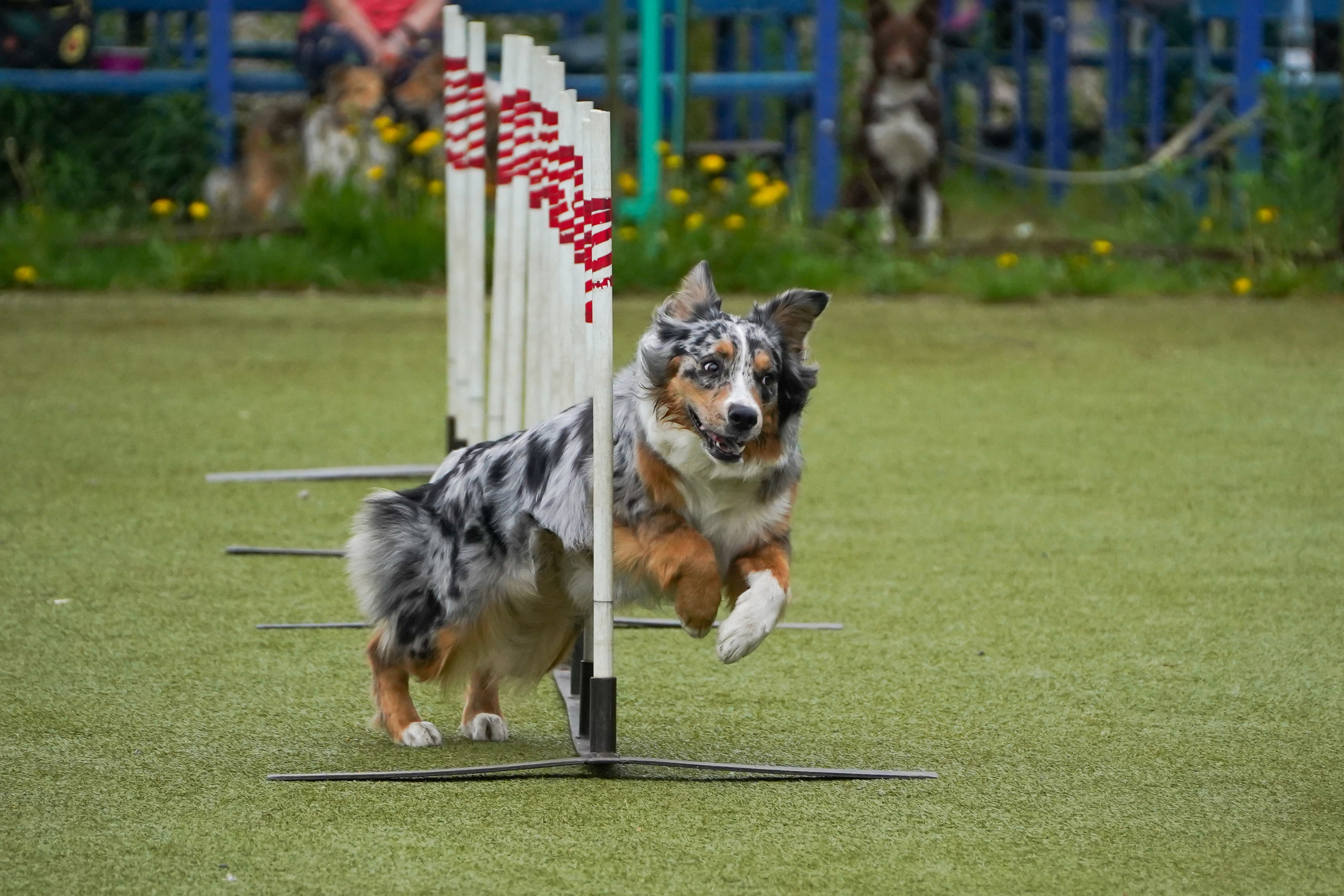 Аджилити 25.05.24, Санкт-Петербург. Фотограф-анималист Анастасия Большакова