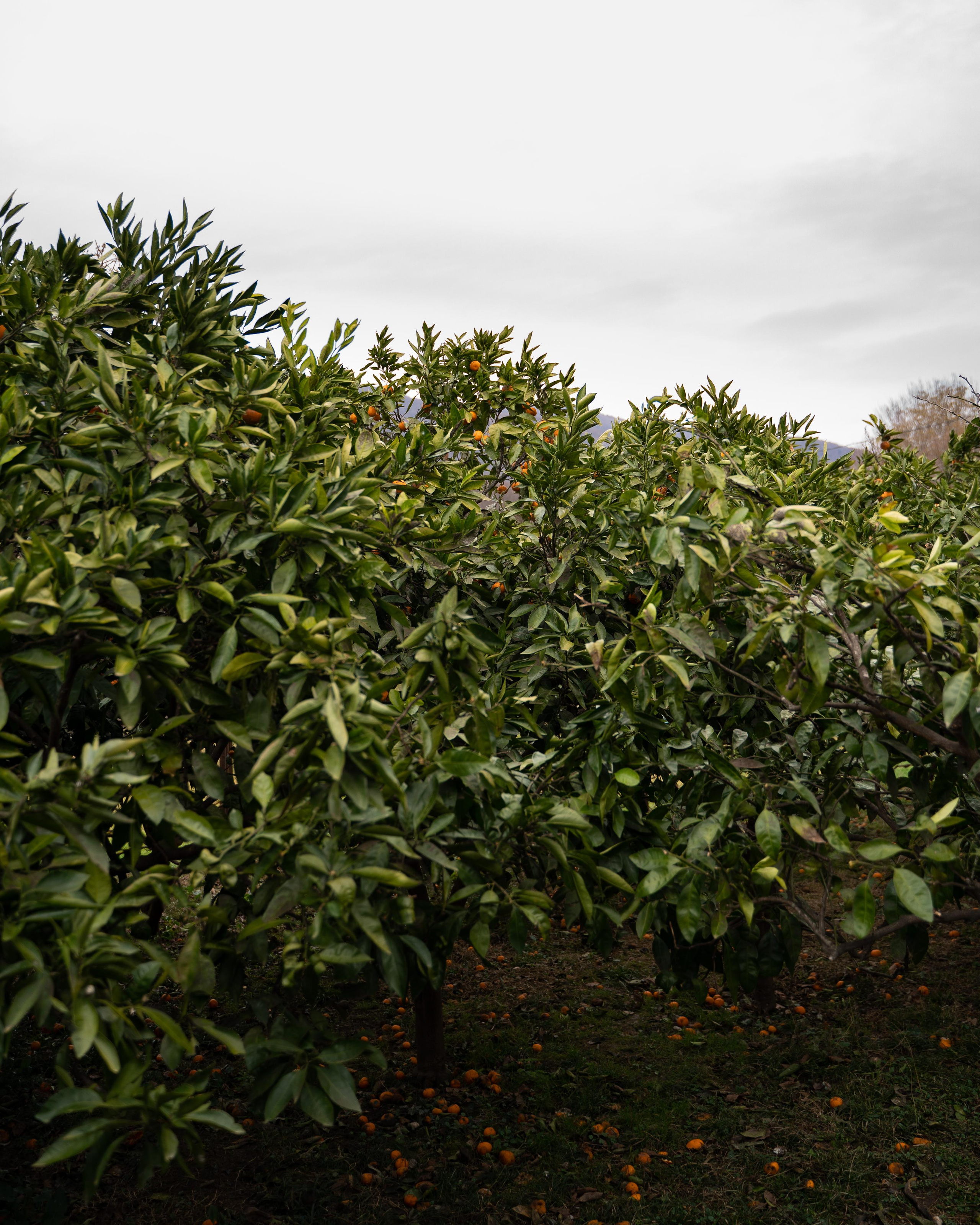 Фототур Сочи и Абхазия. Свадебный и семейный фотограф в Пскове и Острове Света Суворова