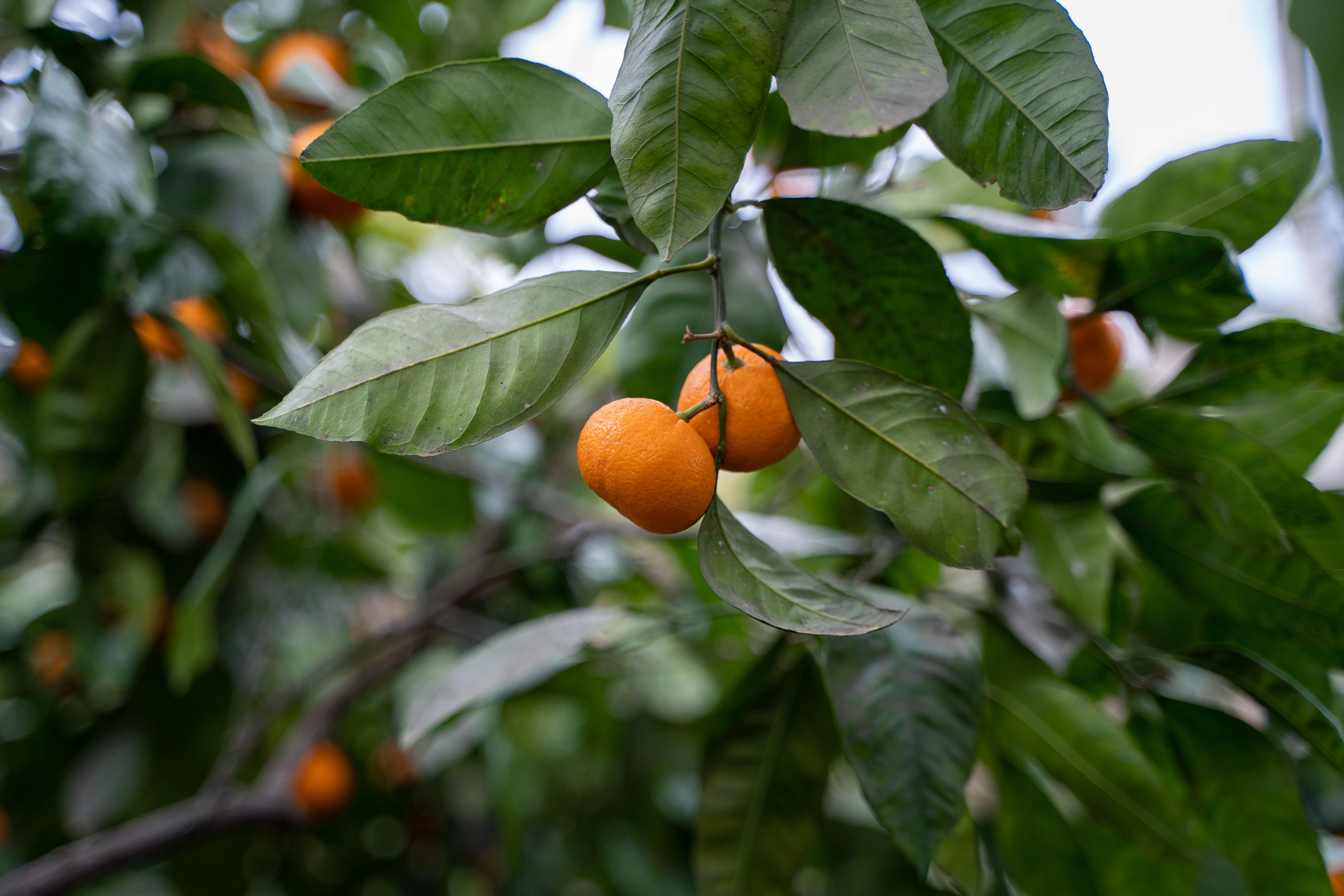Фототур Сочи и Абхазия. Свадебный и семейный фотограф в Пскове и Острове Света Суворова