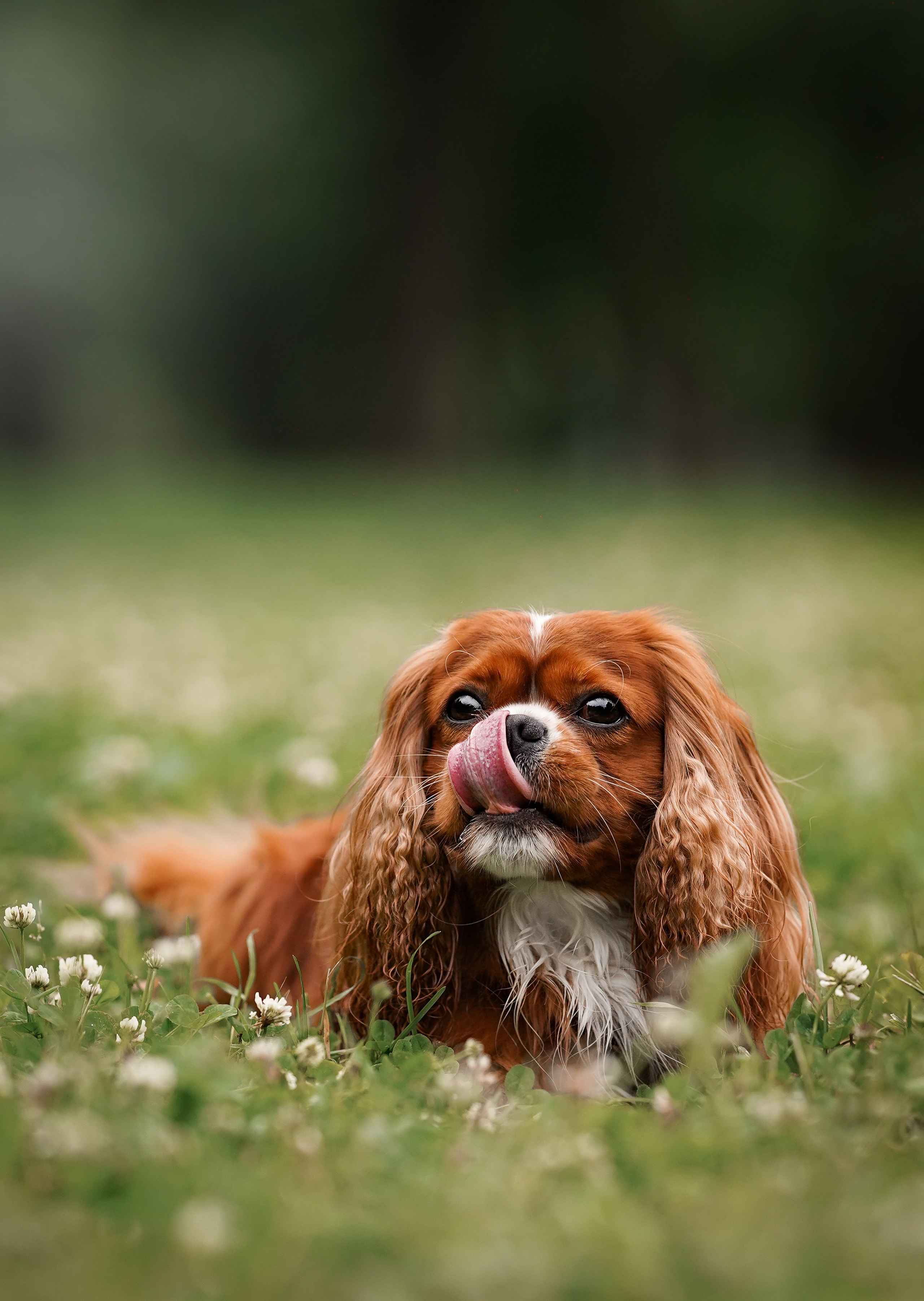 Юля Володя Гарри и Верон. Фотограф-анималист в Санкт-Петербурге Яна Мартынова