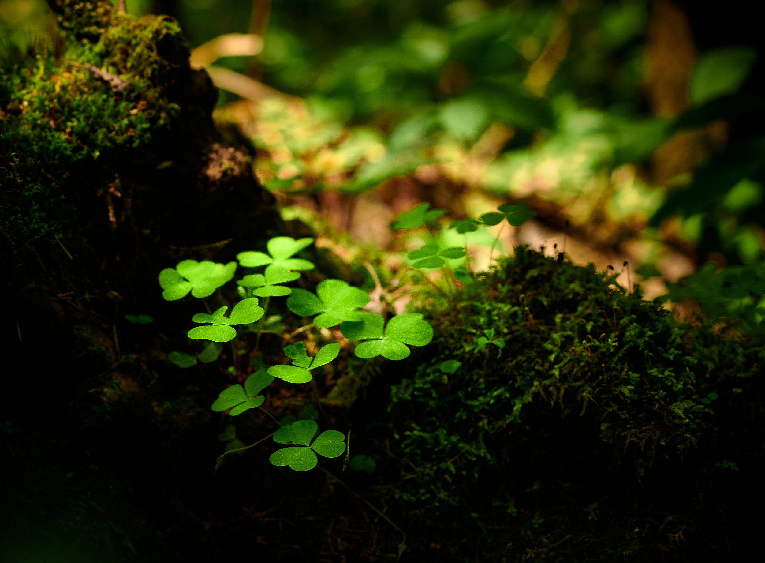 Детская фотография. Творческая фотография Юлии Артюх, Москва