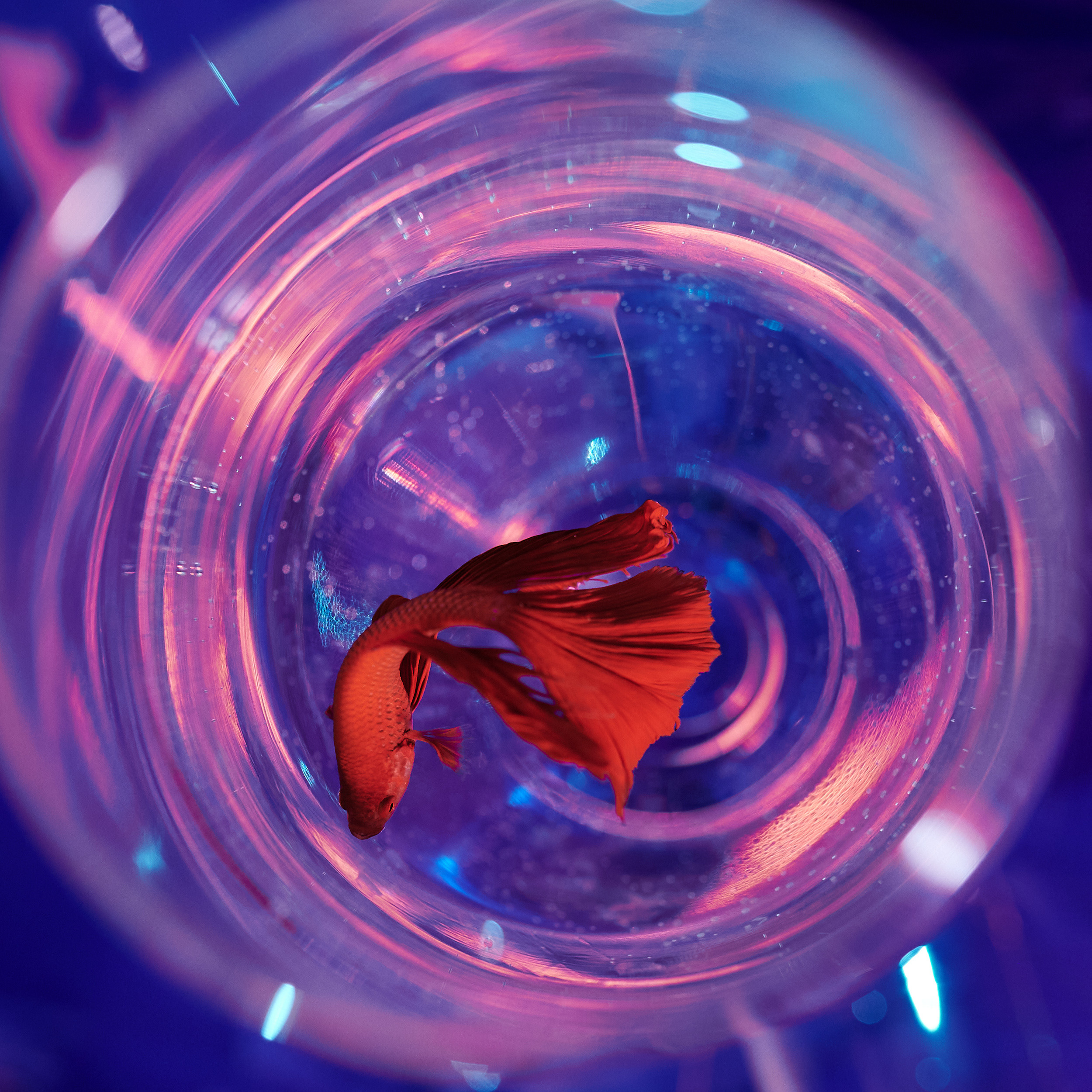 Цвет, свет и идеи. Творческая фотография Юлии Артюх, Москва