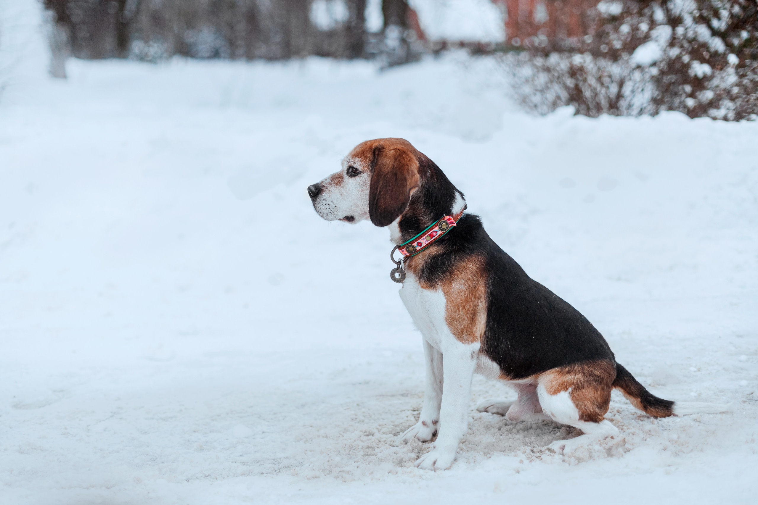 Дом для Биглей 2023. Фотограф-анималист Татьяна Степанова