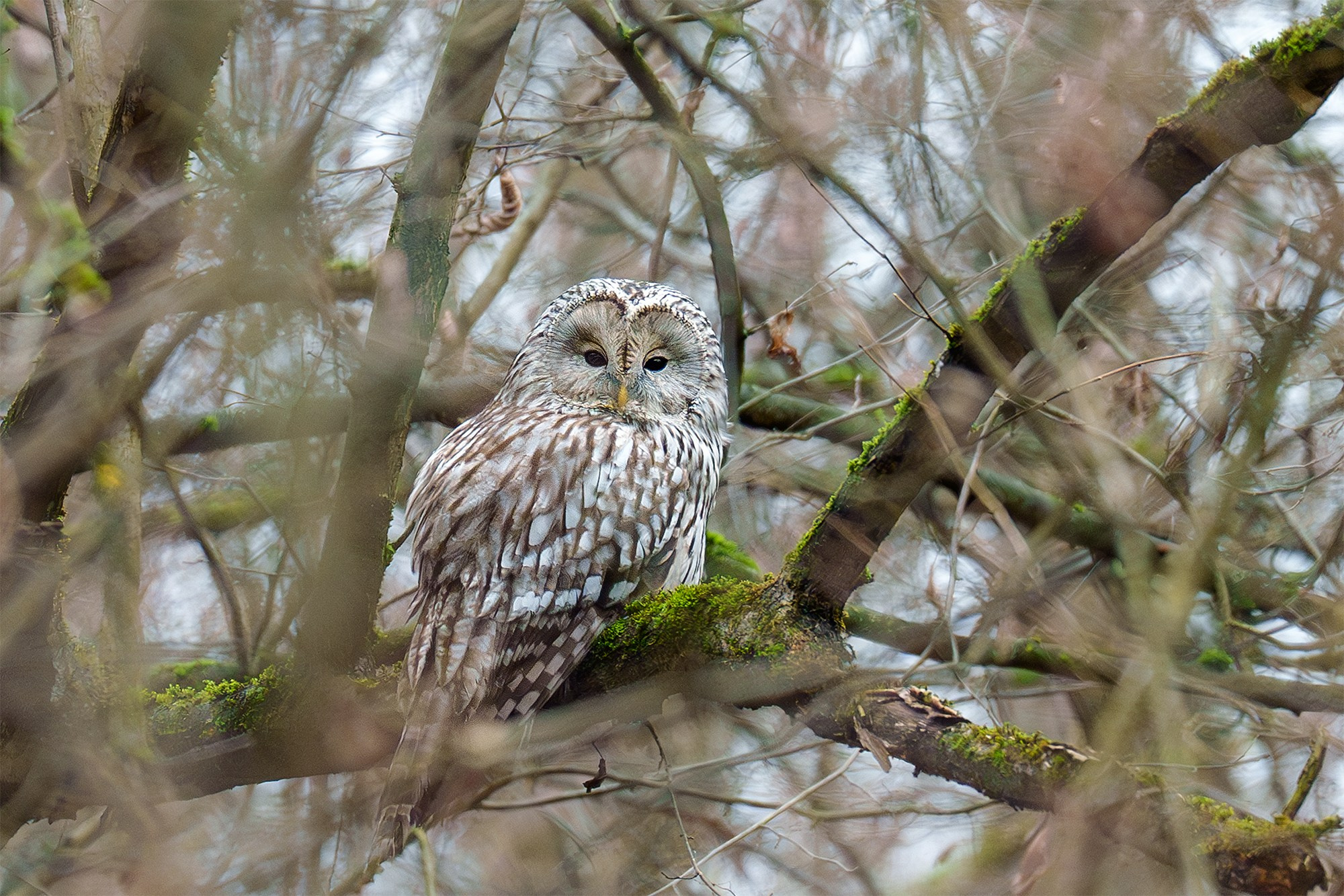 Удивительные мир птиц. Вокруг нас столько прекрасного — присмотритесь!. Ваш личный фотограф Марина Волкова