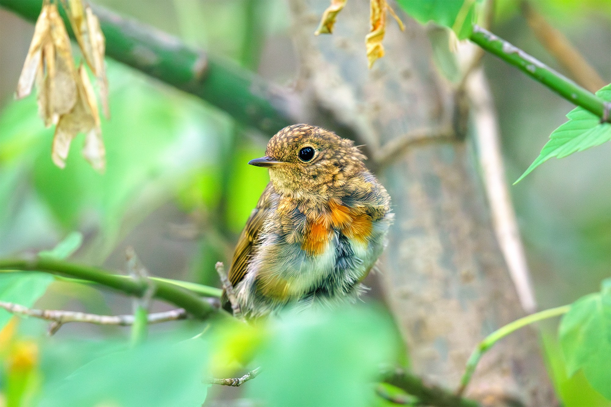 Удивительные мир птиц. Вокруг нас столько прекрасного — присмотритесь!. Ваш личный фотограф Марина Волкова