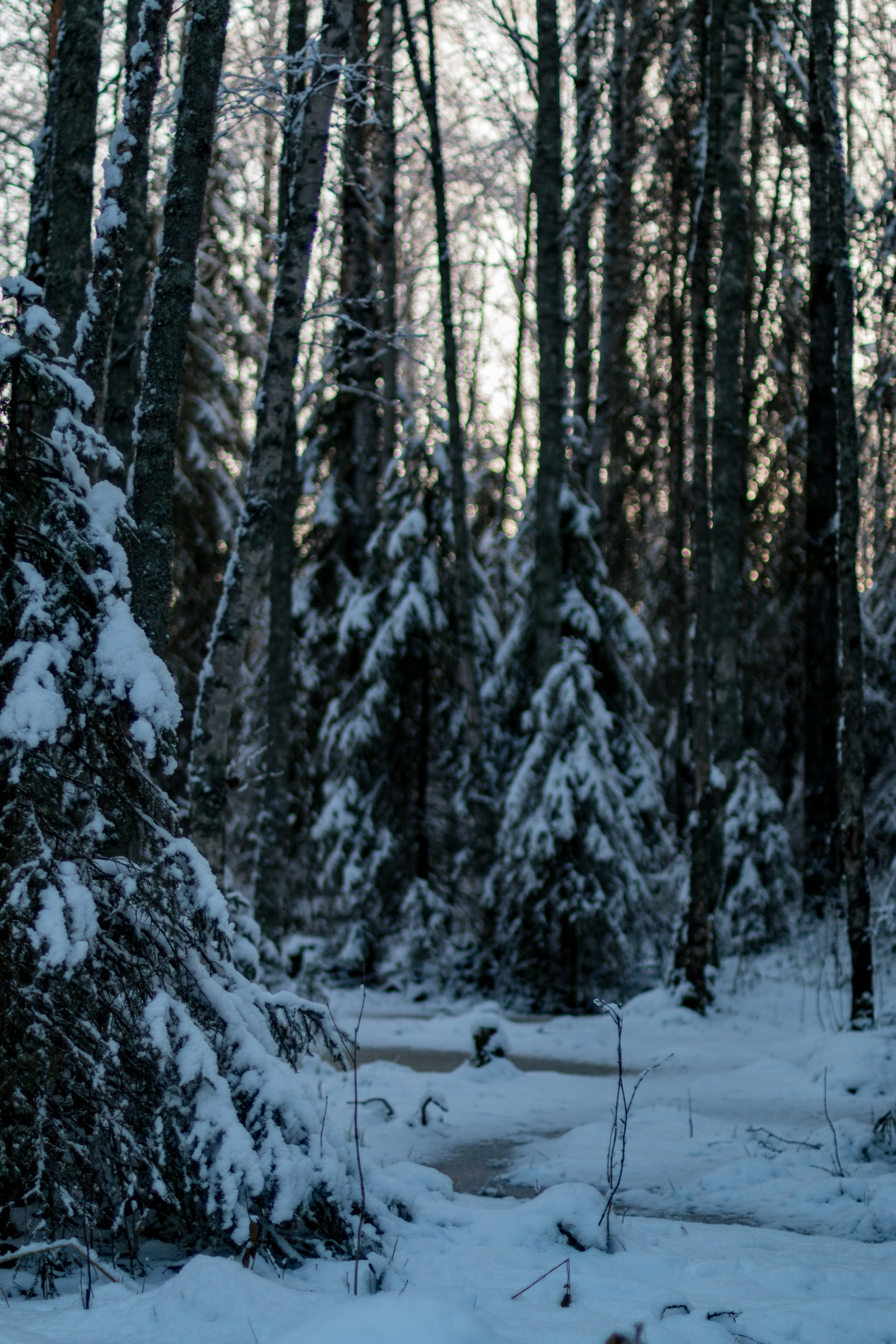 Русский Север, Малые карелы. Фотограф в Сочи