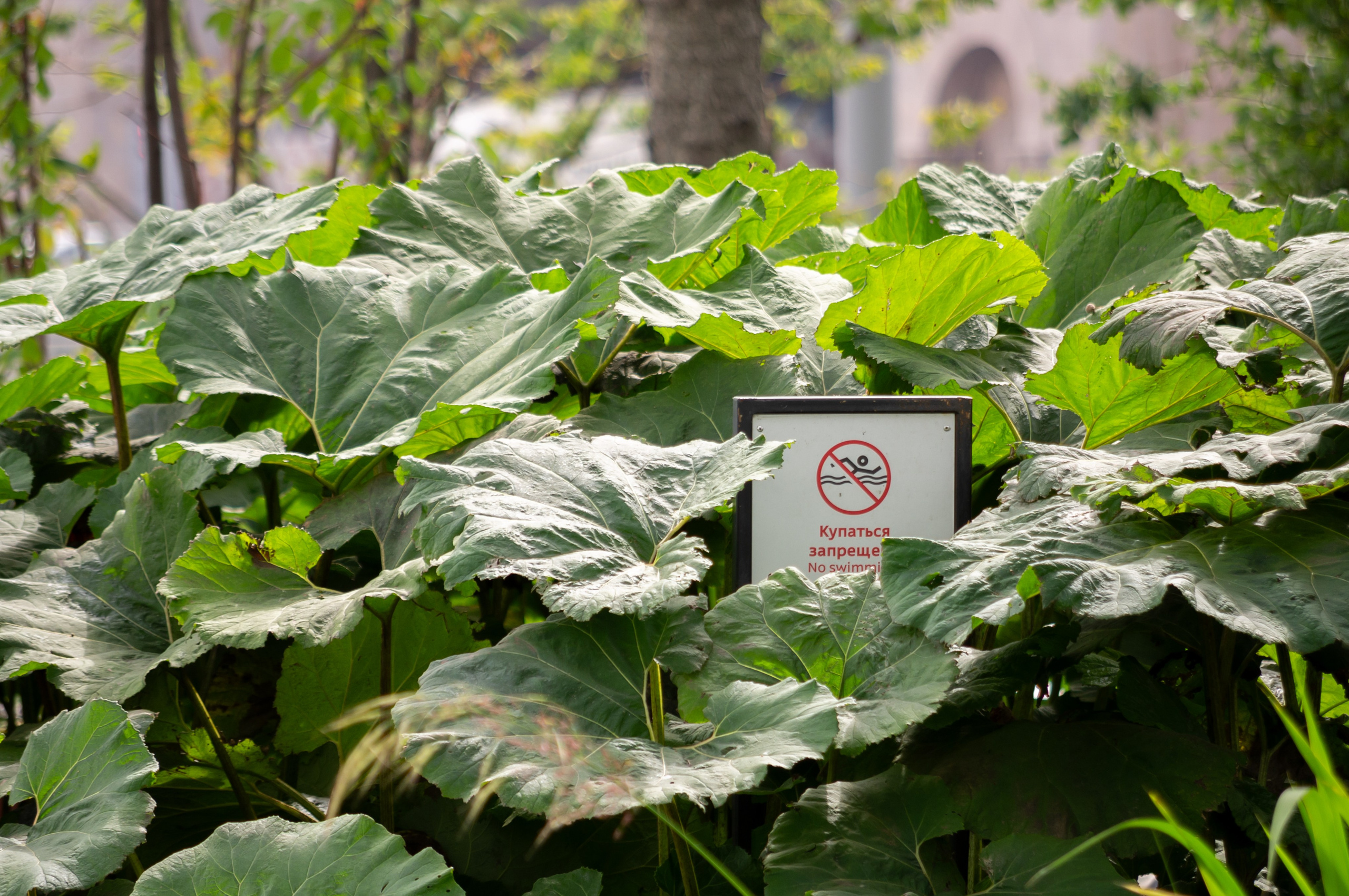 20200824 Вокруг Кремля с братом. Дмитрий Ремизов. Фотография, как хобби