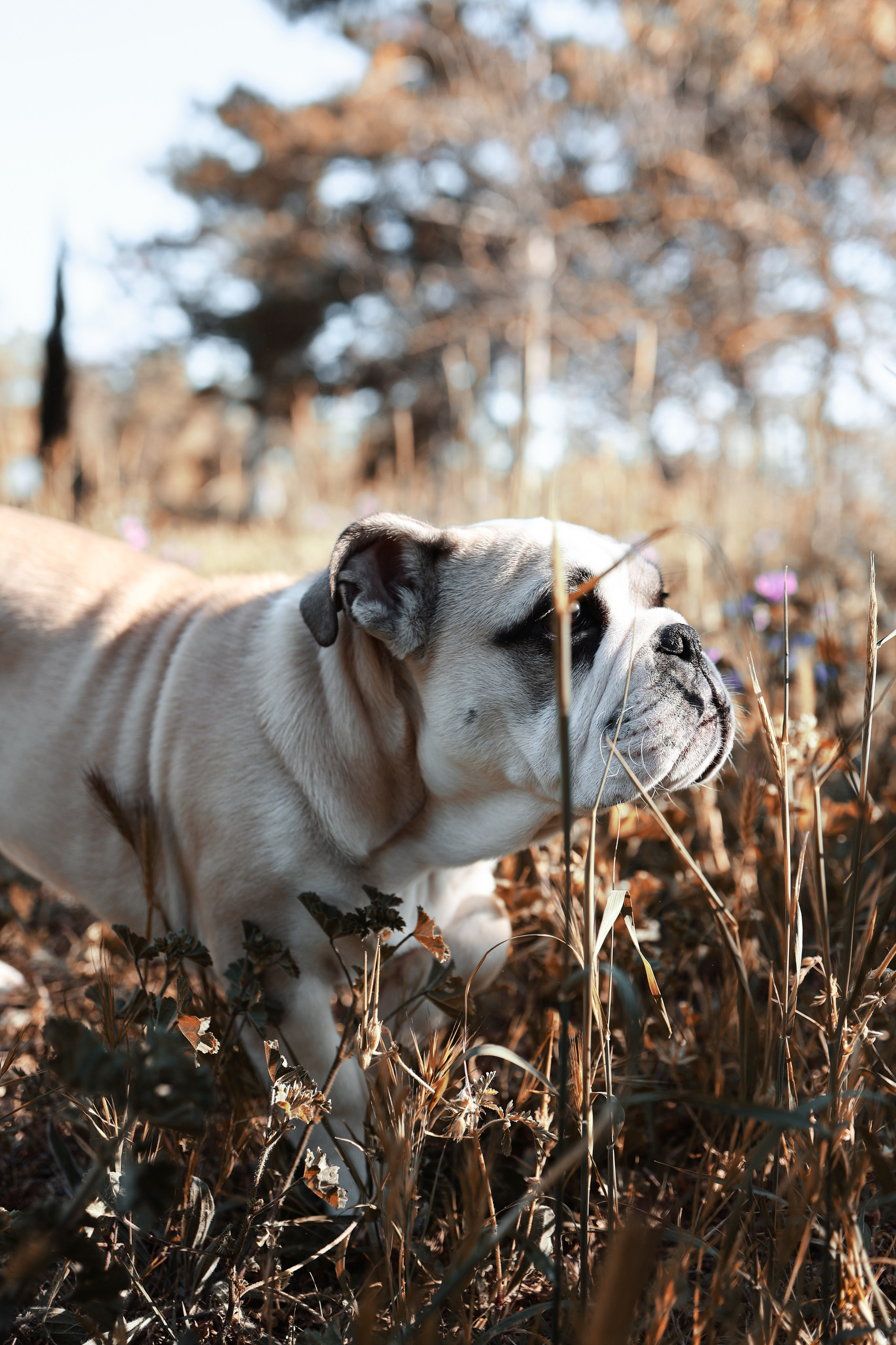 Новый член семьи. Withlovent | Фотограф в Севастополе