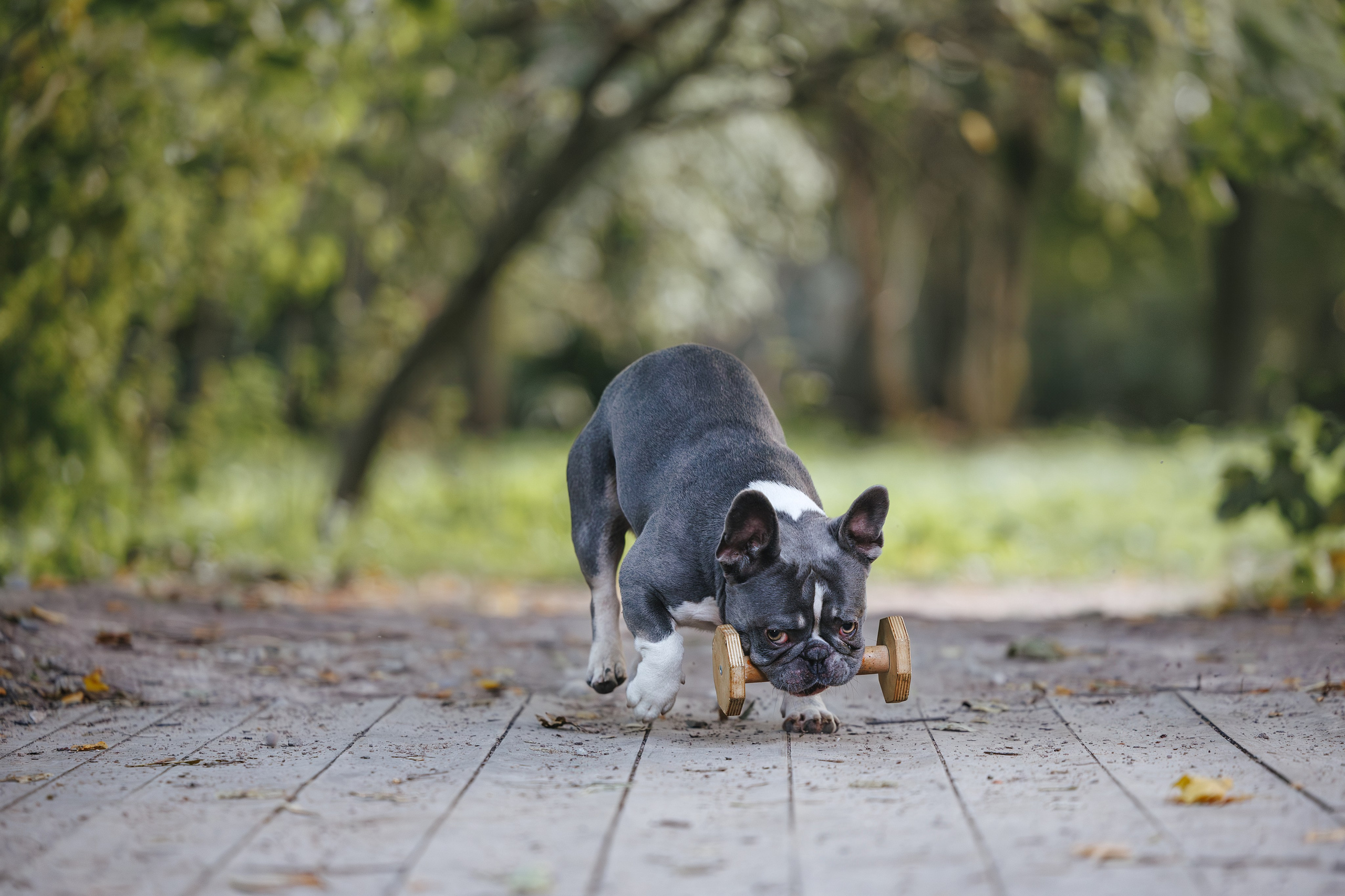 Французский Бульдог в Воронцовском парке (в обработке). Фотограф Анималист в Москве Анастасия Жучкова