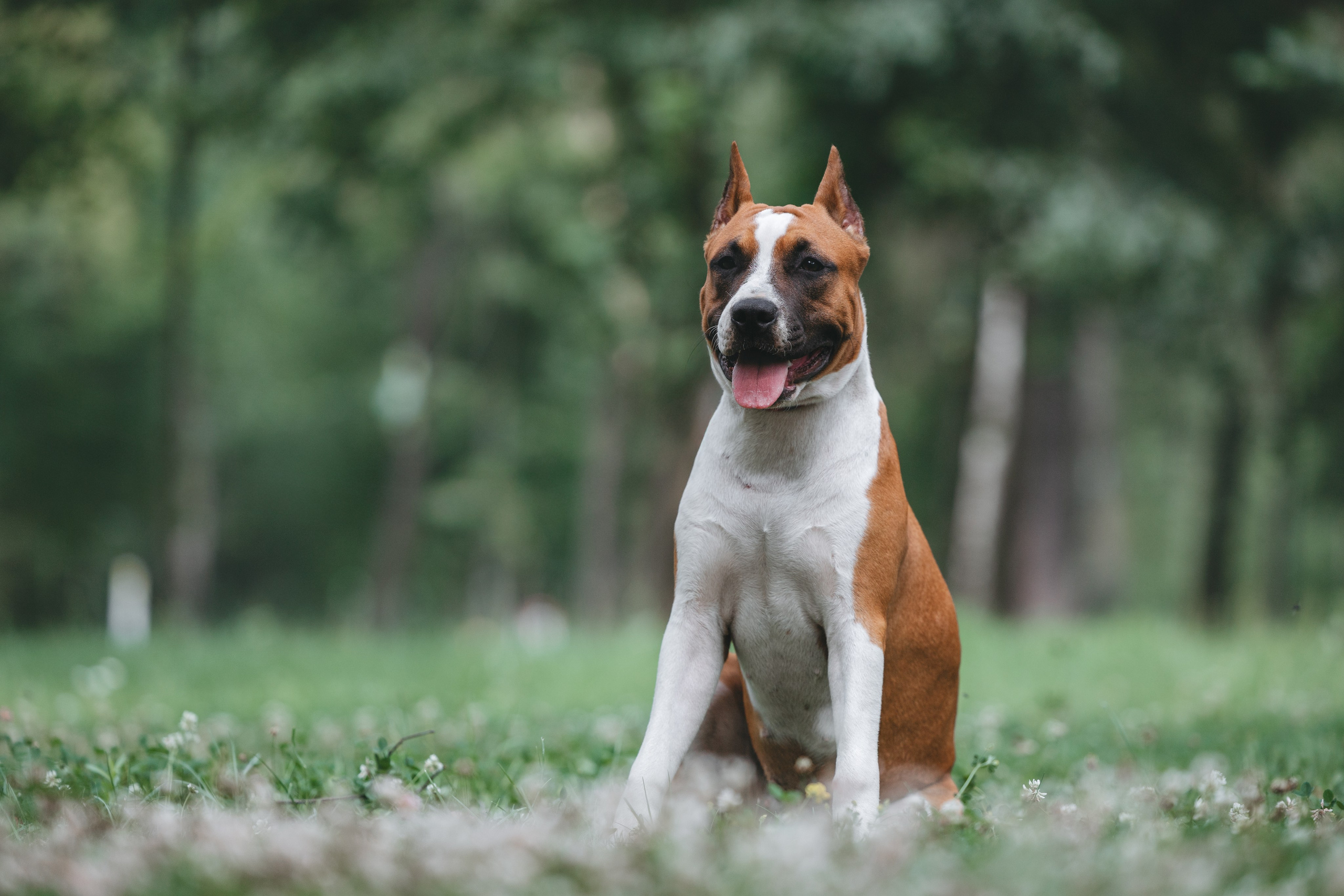 Американский стаффордширский терьер. Фотограф Анималист в Москве Анастасия Жучкова