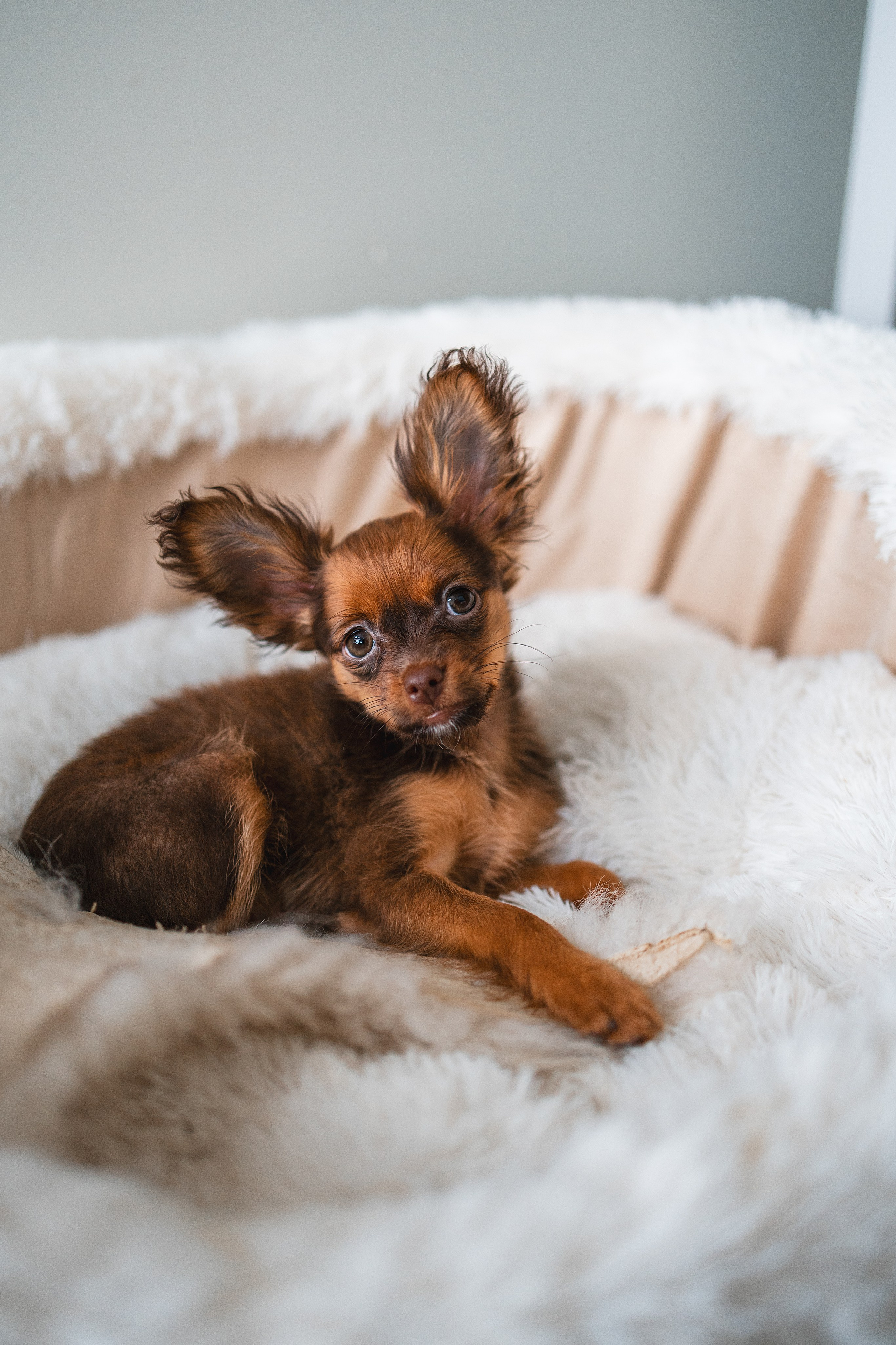 Малыши Той Терьер. Фотограф Анималист в Москве Анастасия Жучкова
