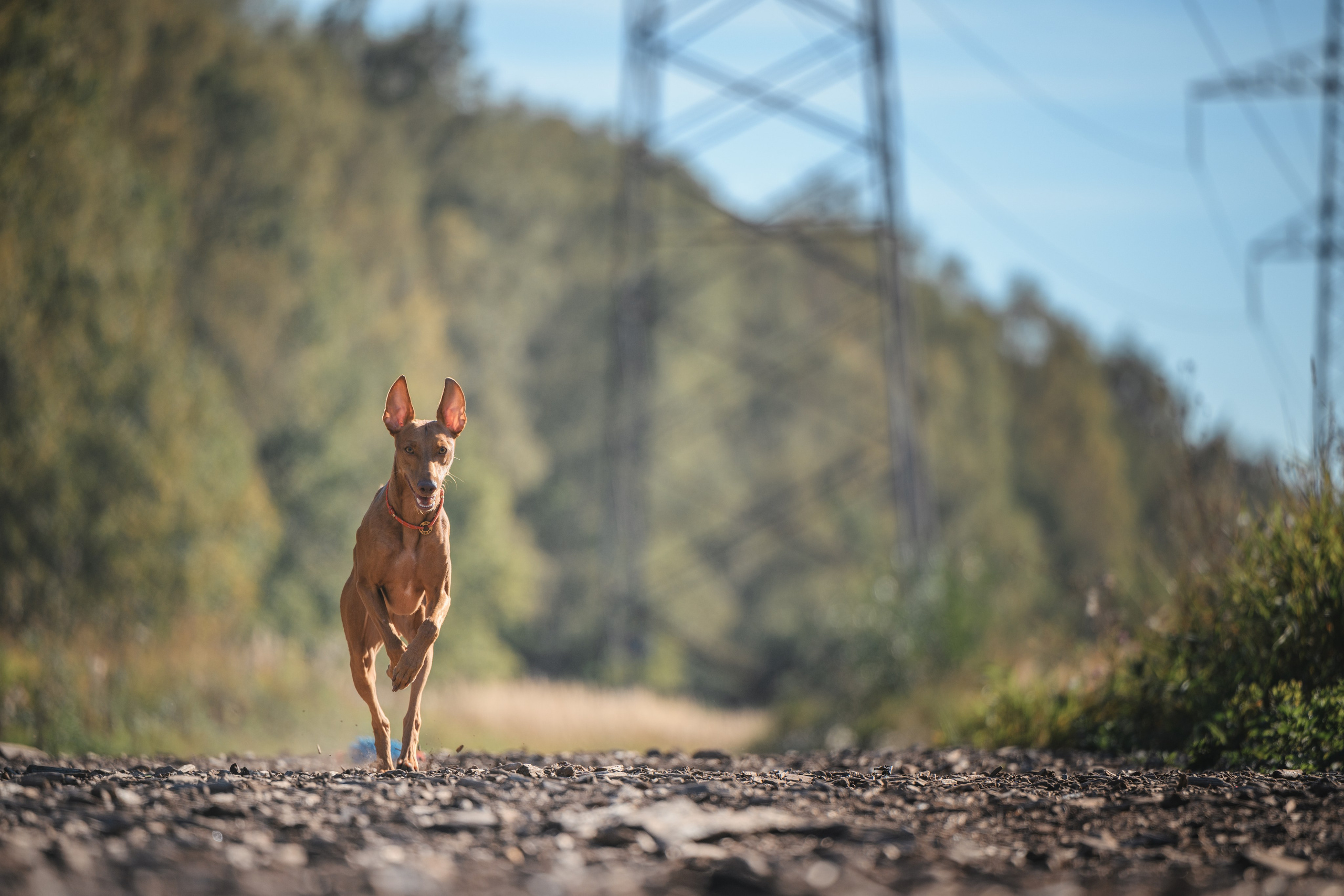 Чирнеко. Лесная прогулка. Фотограф Анималист в Москве Анастасия Жучкова