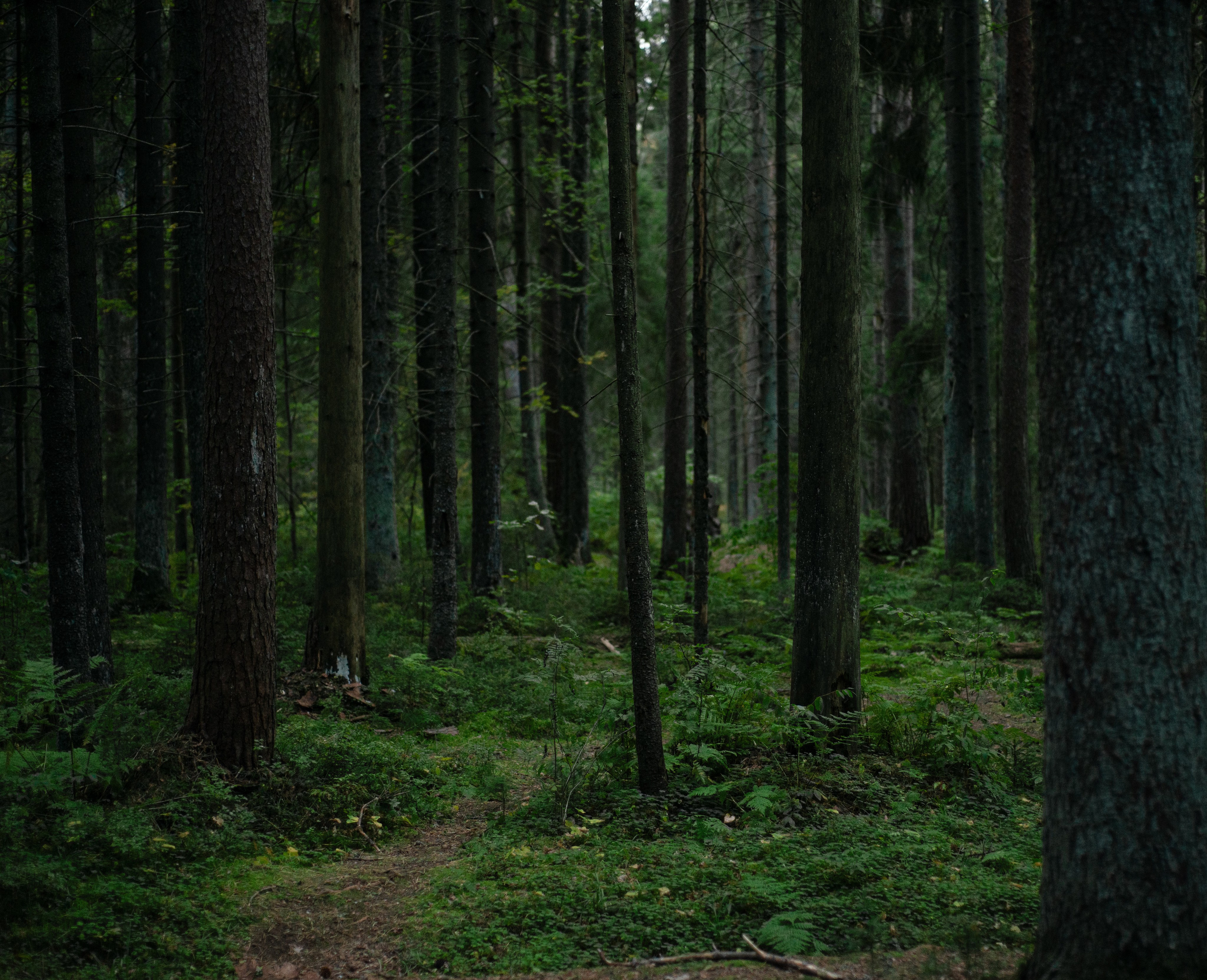 Пейзажи. Фотограф в Санкт-Петербурге Мария Мельникова