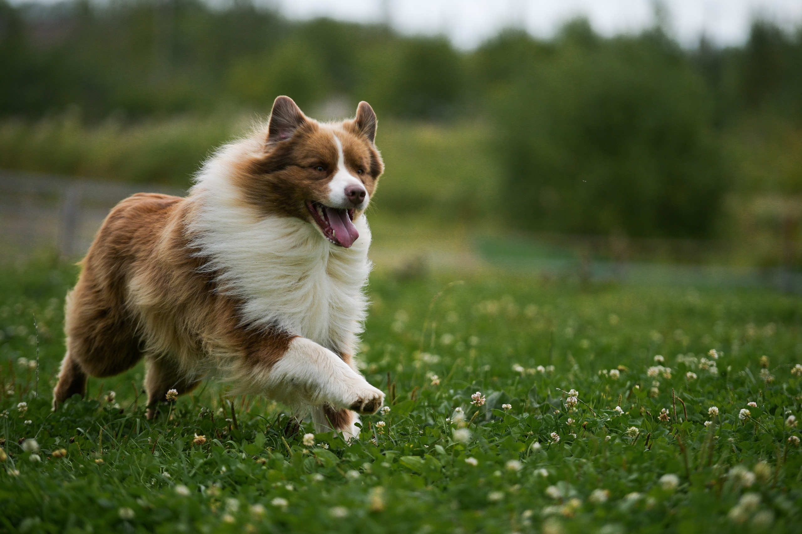 Пастьба собак. Творческий фотограф Вологда