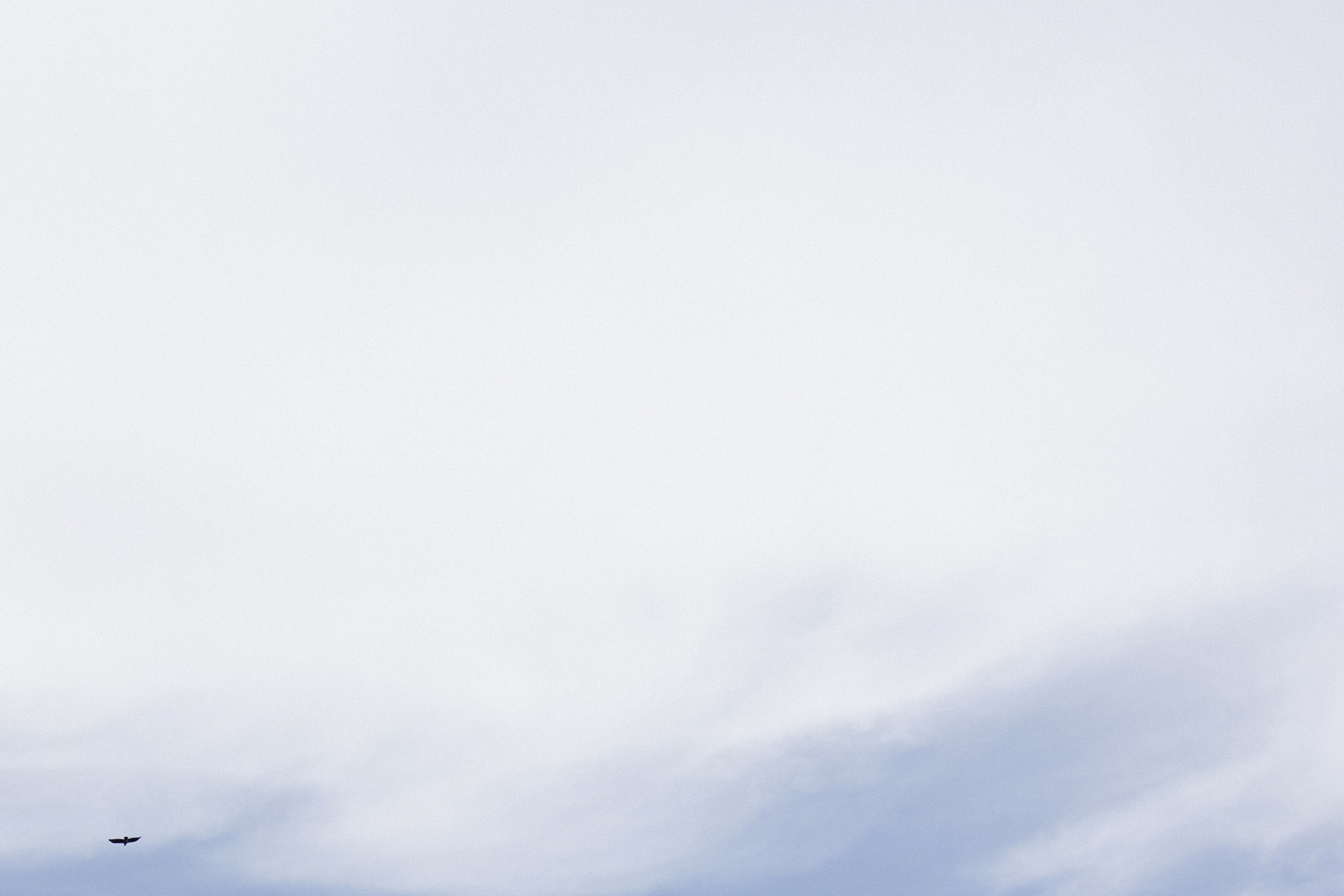 V&I. Свадебный фотограф СПБ Михаил Песиков