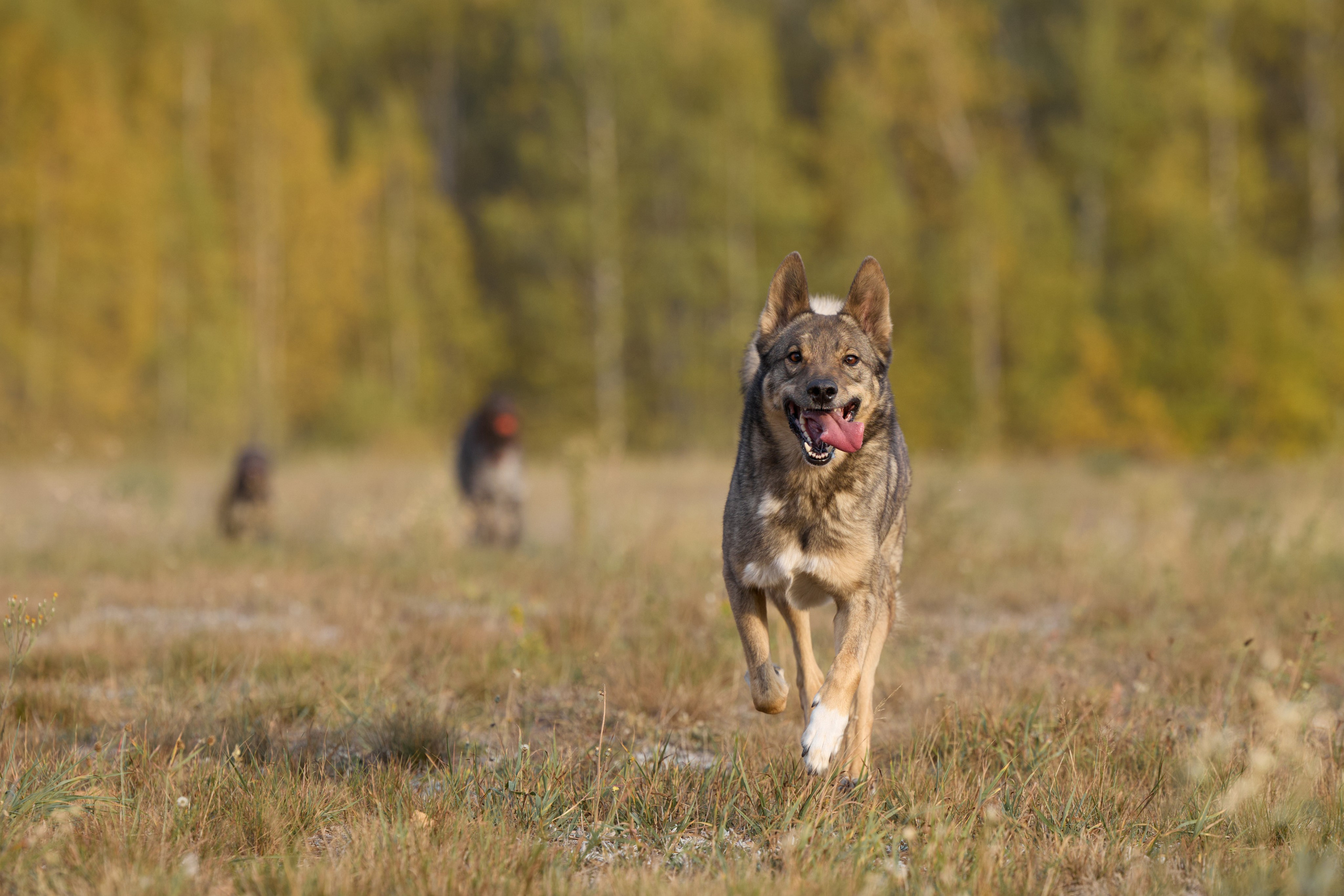 Семейная история. Фотограф анималист в Казани Алина Сулейманова. Фотограф животных