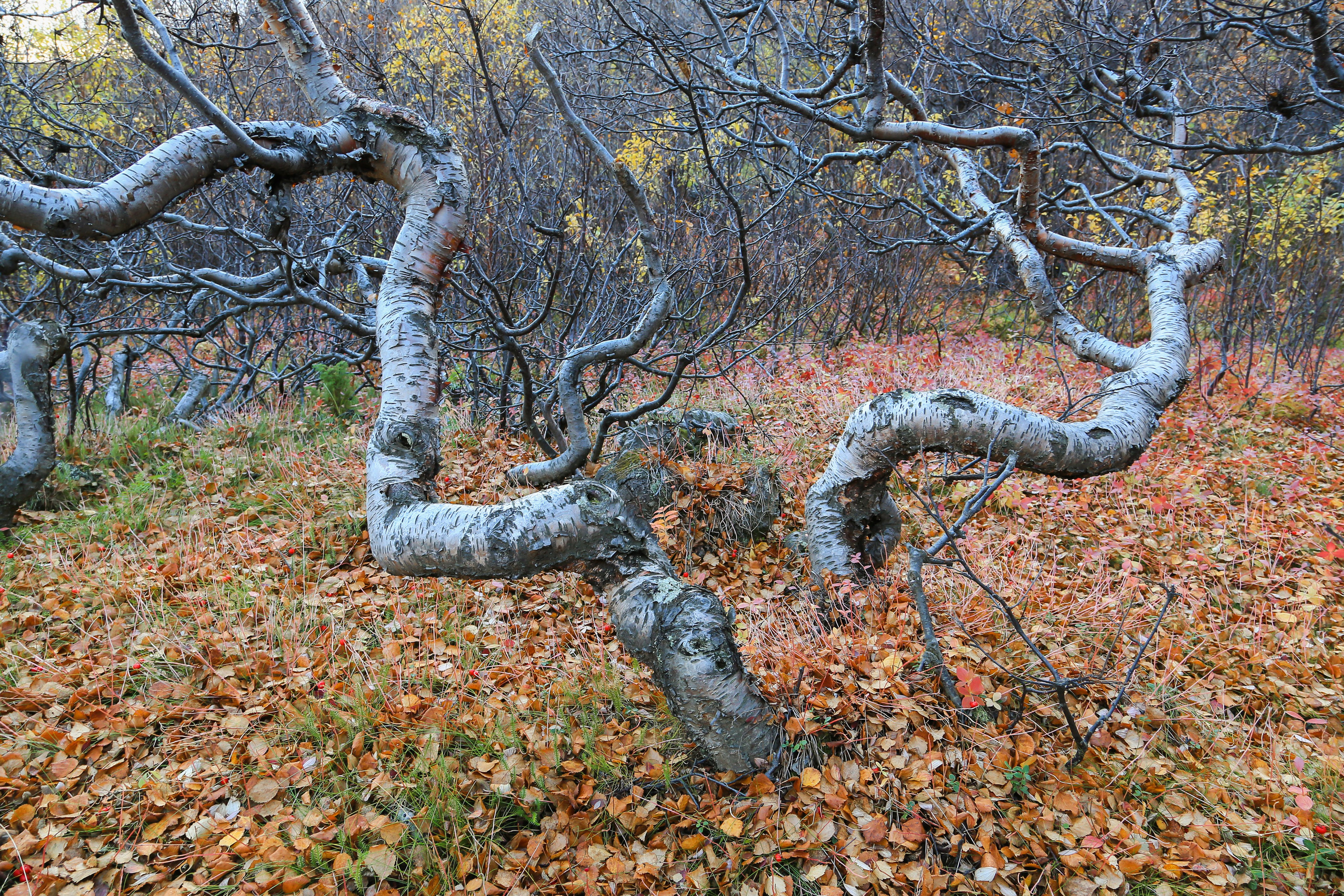 Мир растений. Пейзажи Крайнего Севера. Баренцево море, Рыбачий, Средний, Немецкий
