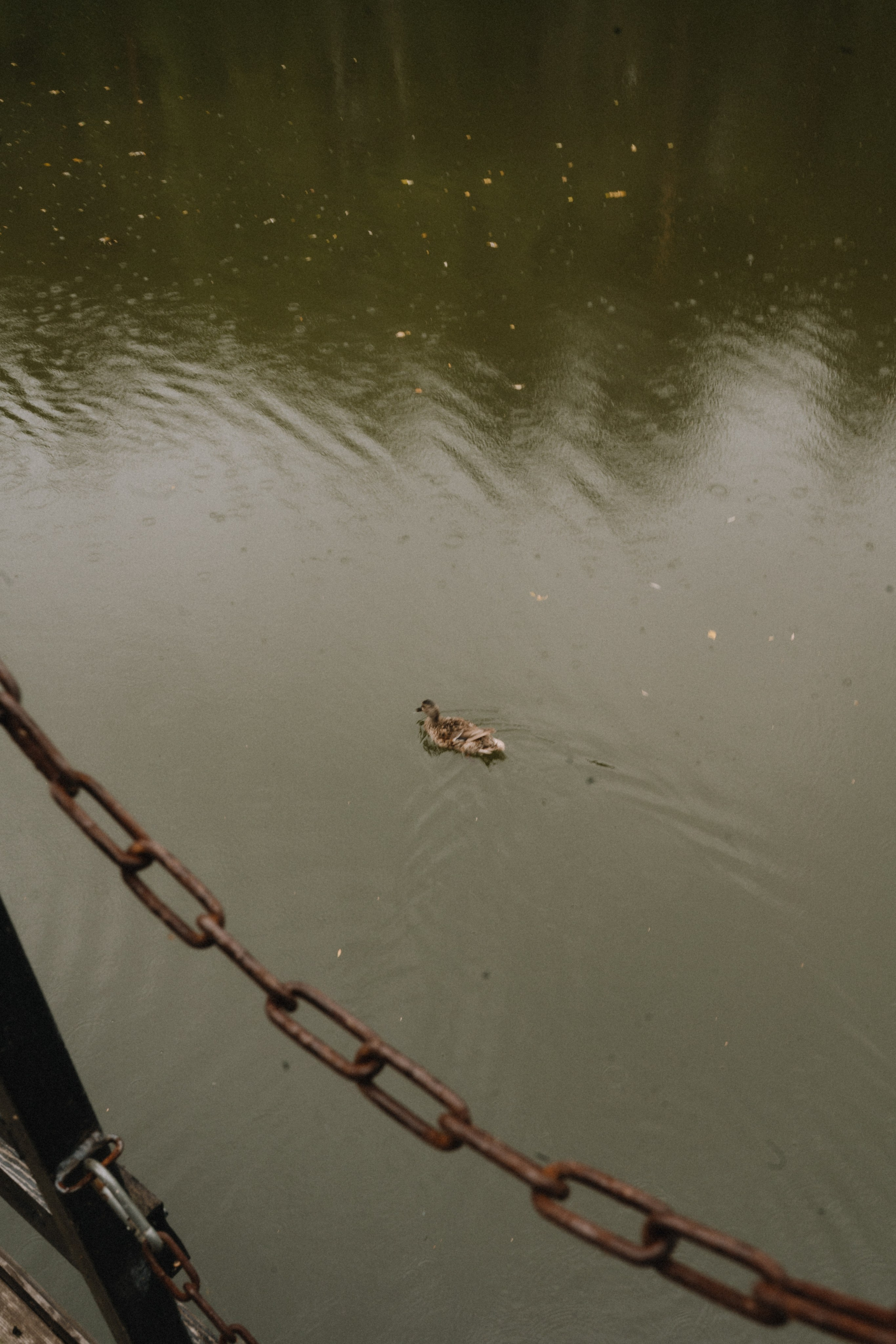 Константин и Алина. Свадебный фотограф в Новосибирска