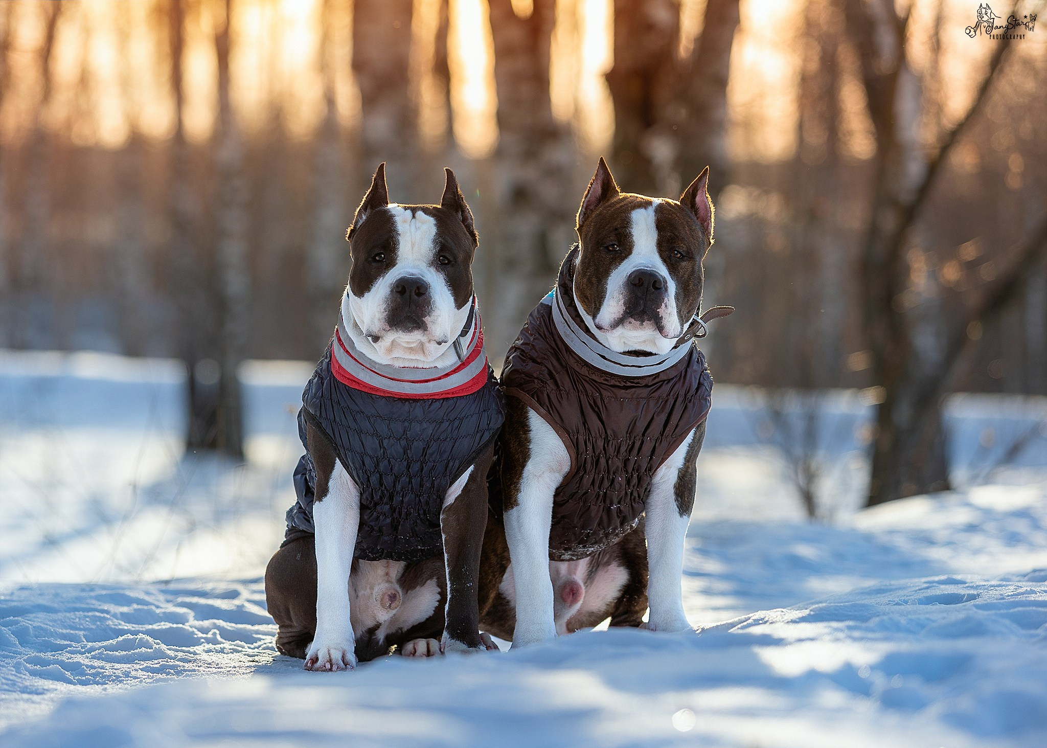 Фотограф-анималист в Москве Евгения Старостина
